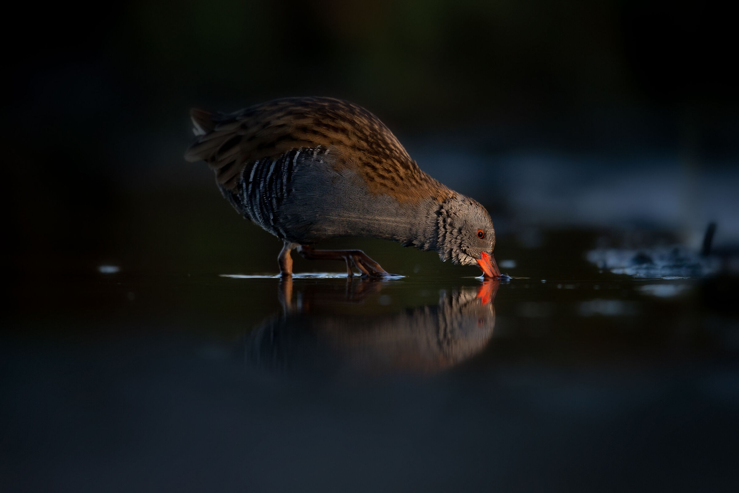 Porciglione prime luci