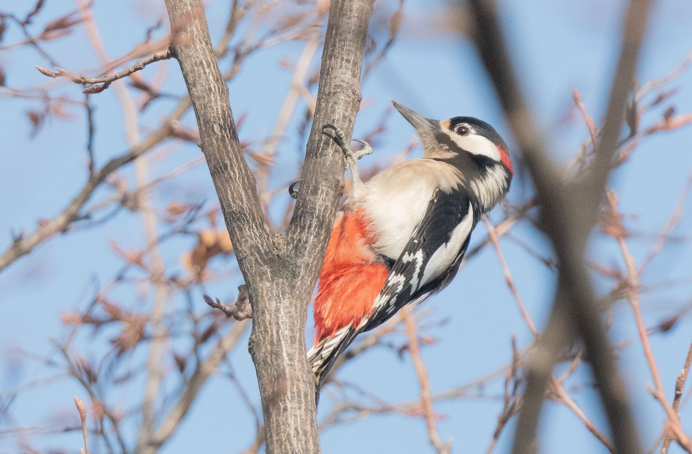 spotted woodpecker