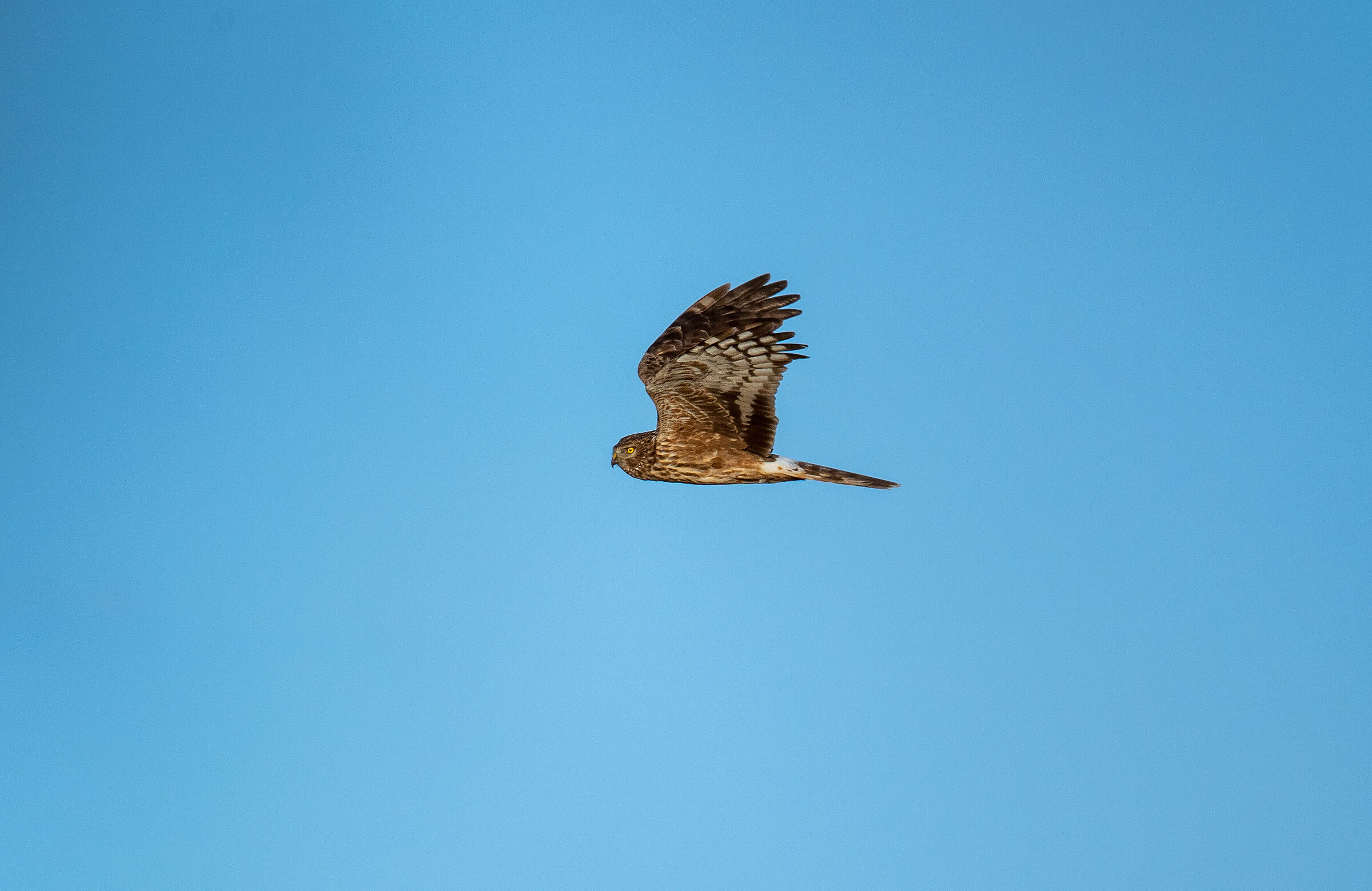 hen harrier