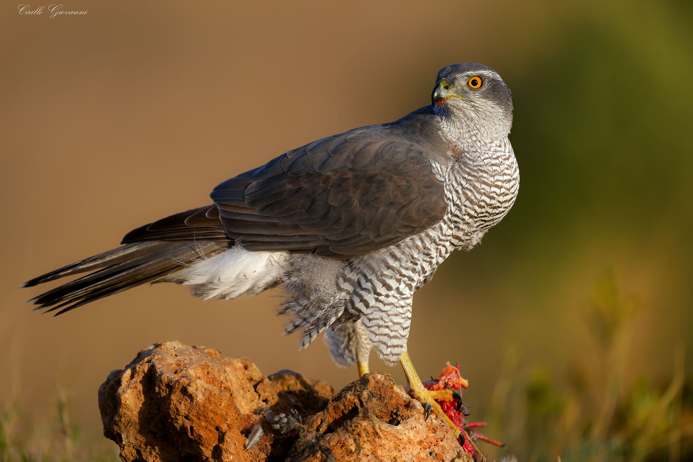 GOSHAWK