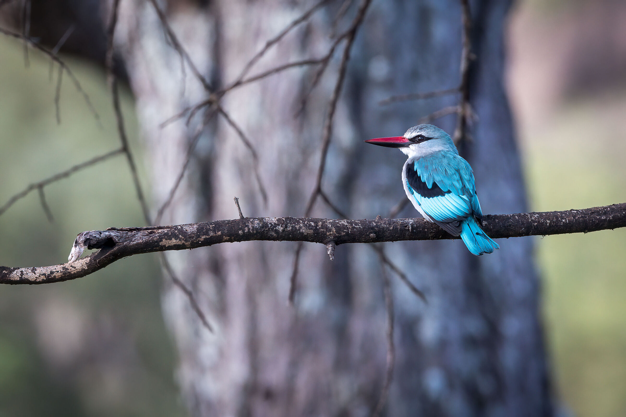 Woodland kingfisher - Tanzania, Serengeti N.P.