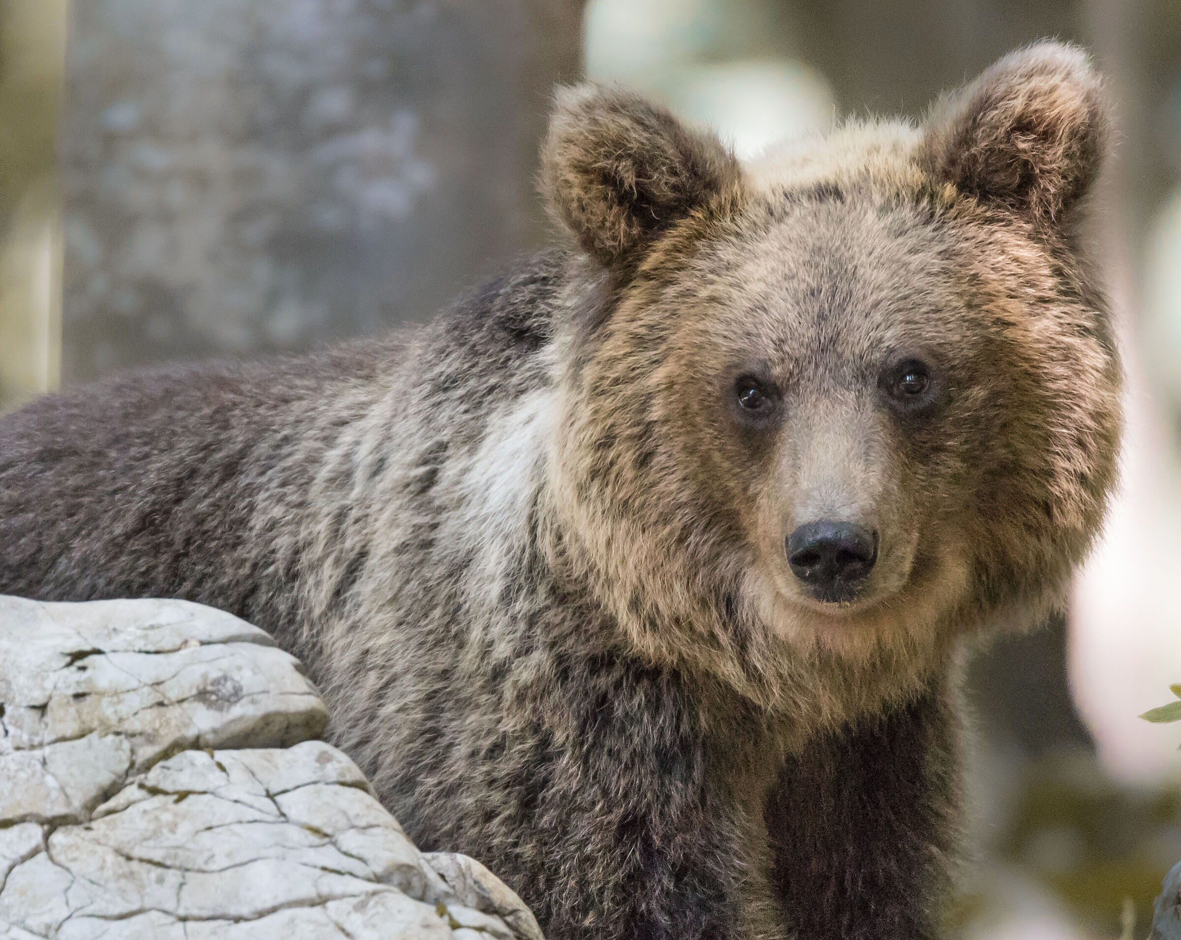 Bruno l'Orso