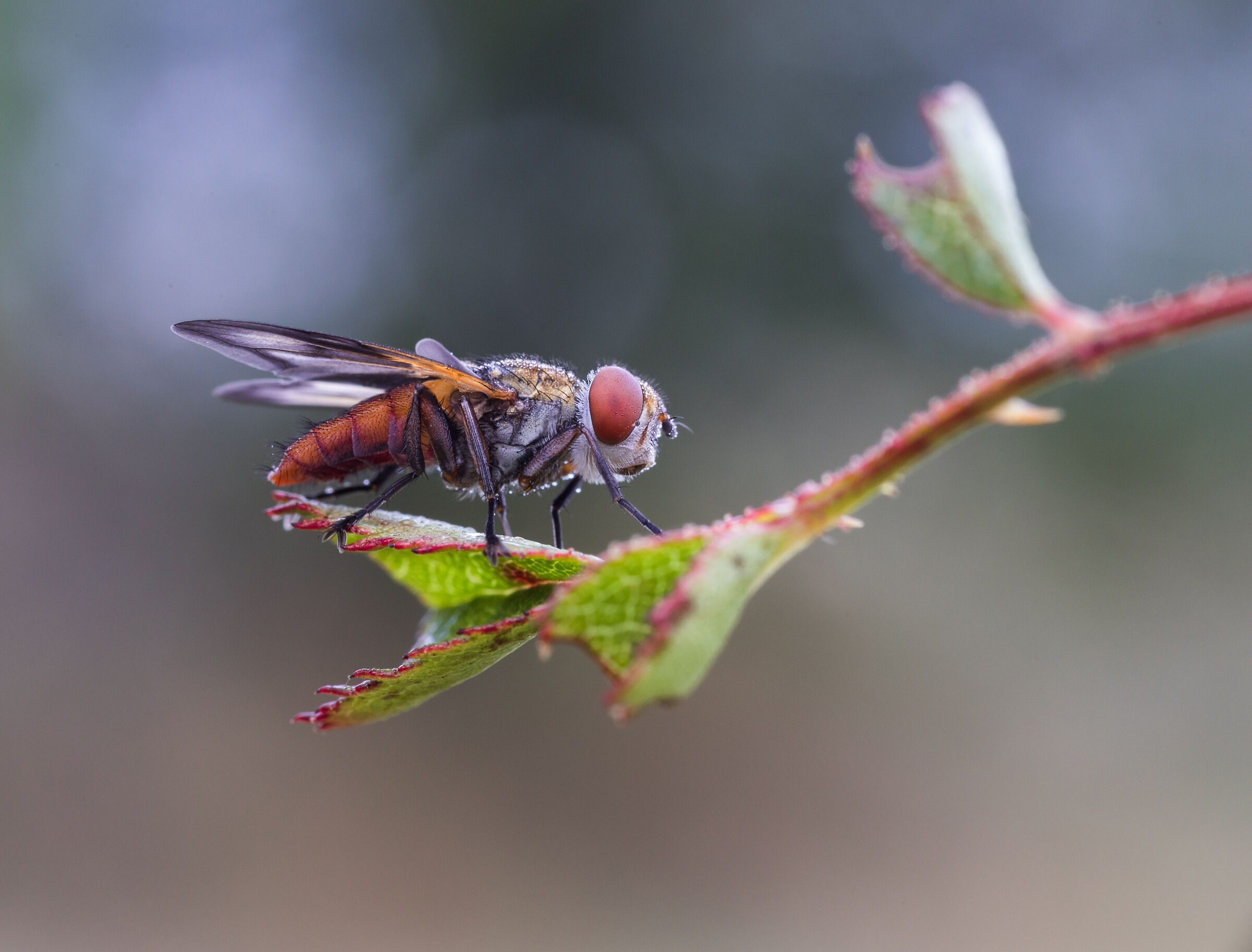 Mosca