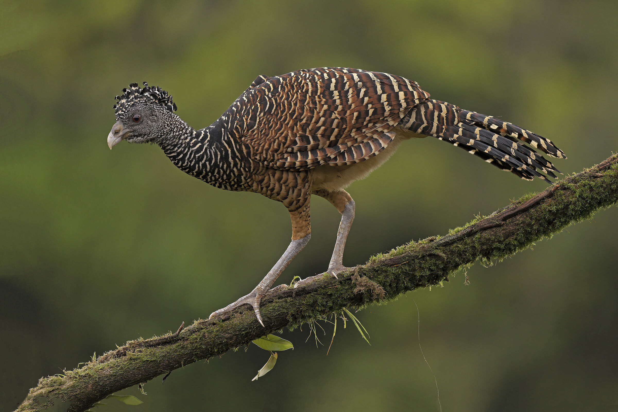 Great Curassow