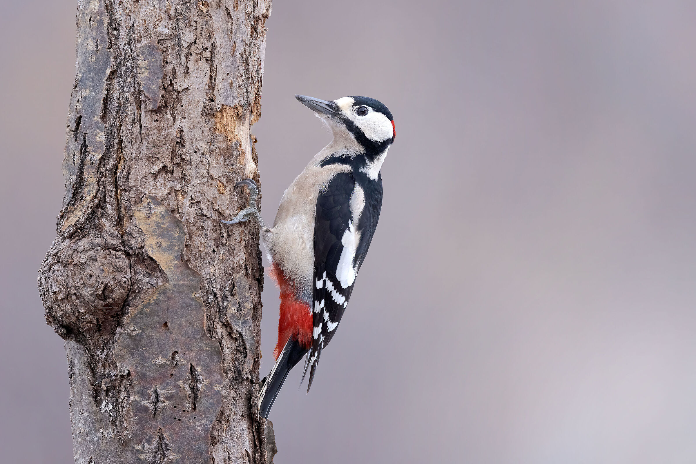 Picchio rosso maggiore &male;