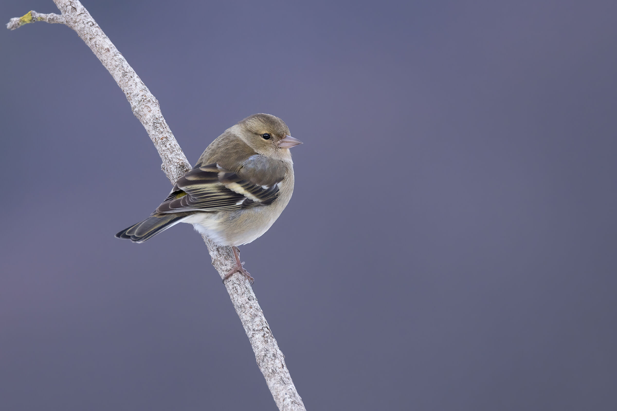 Un infreddolito Fringuello &female;
