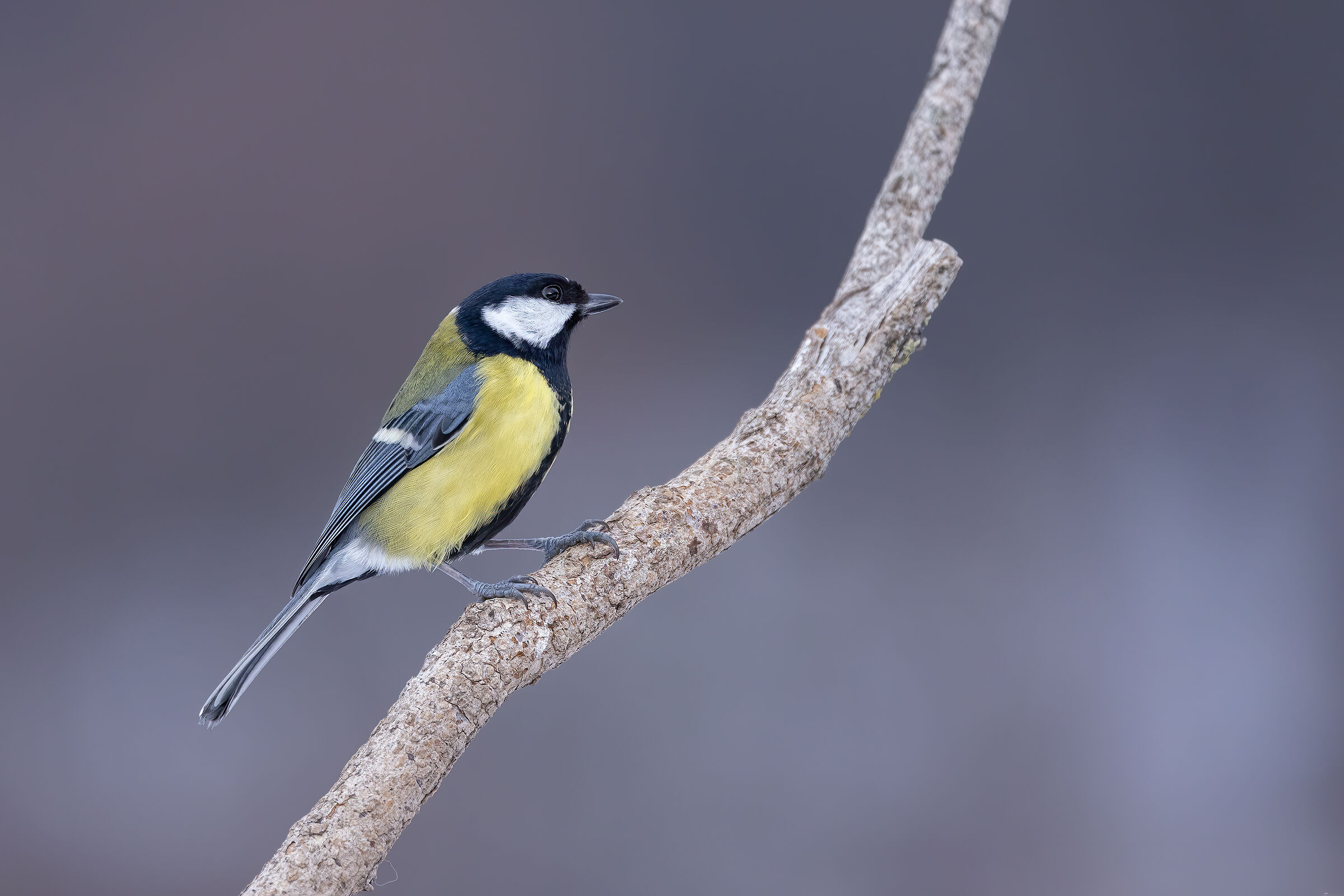 Cinciallegra in quota