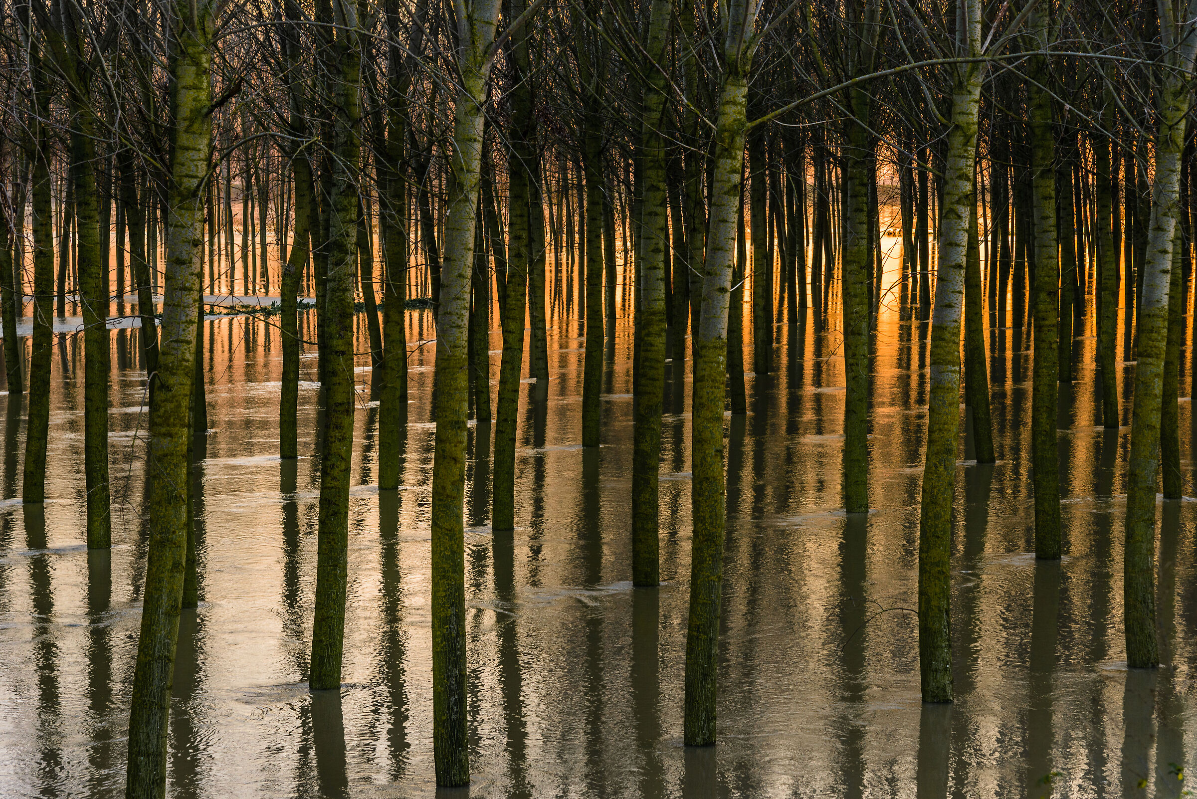 Tramonto nella golena del Po