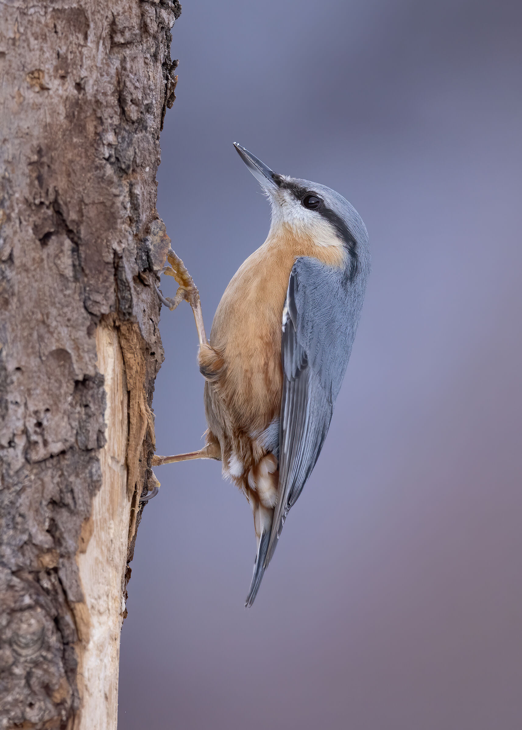 Picchio muratore (Sitta europea)