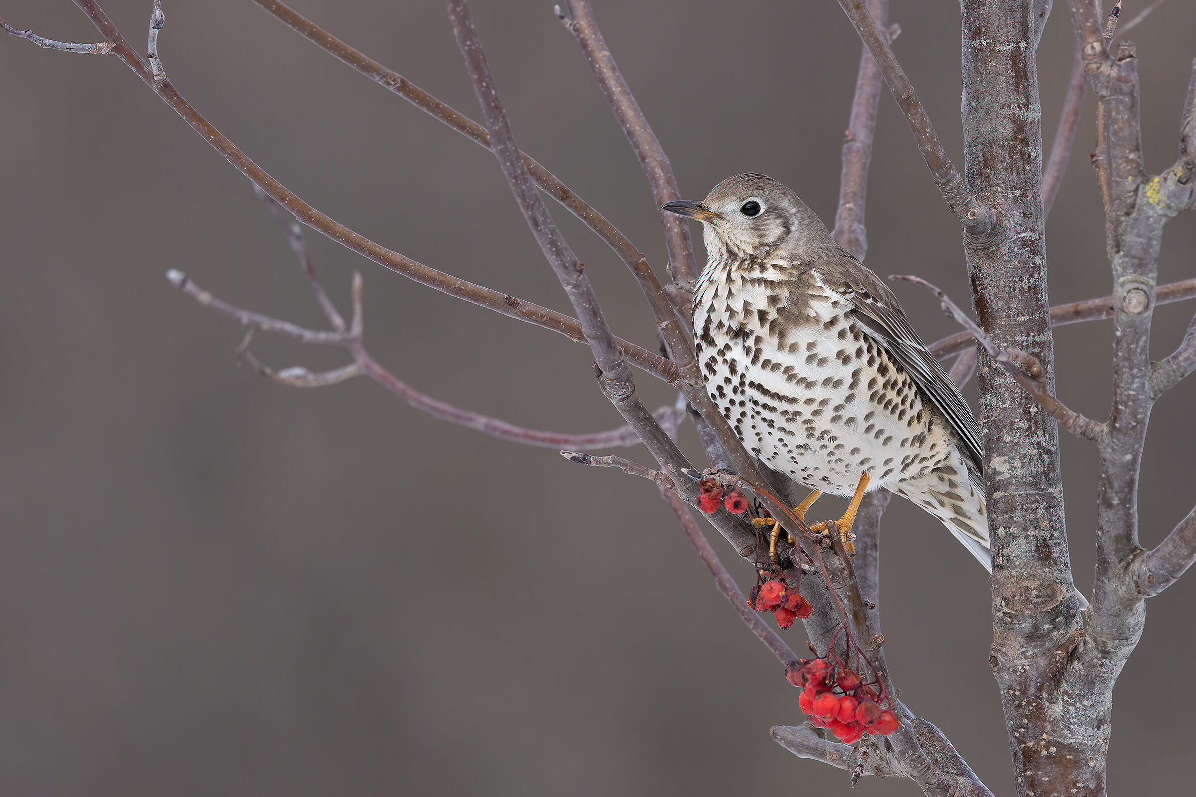 Tordela (Turdus viscivorus)