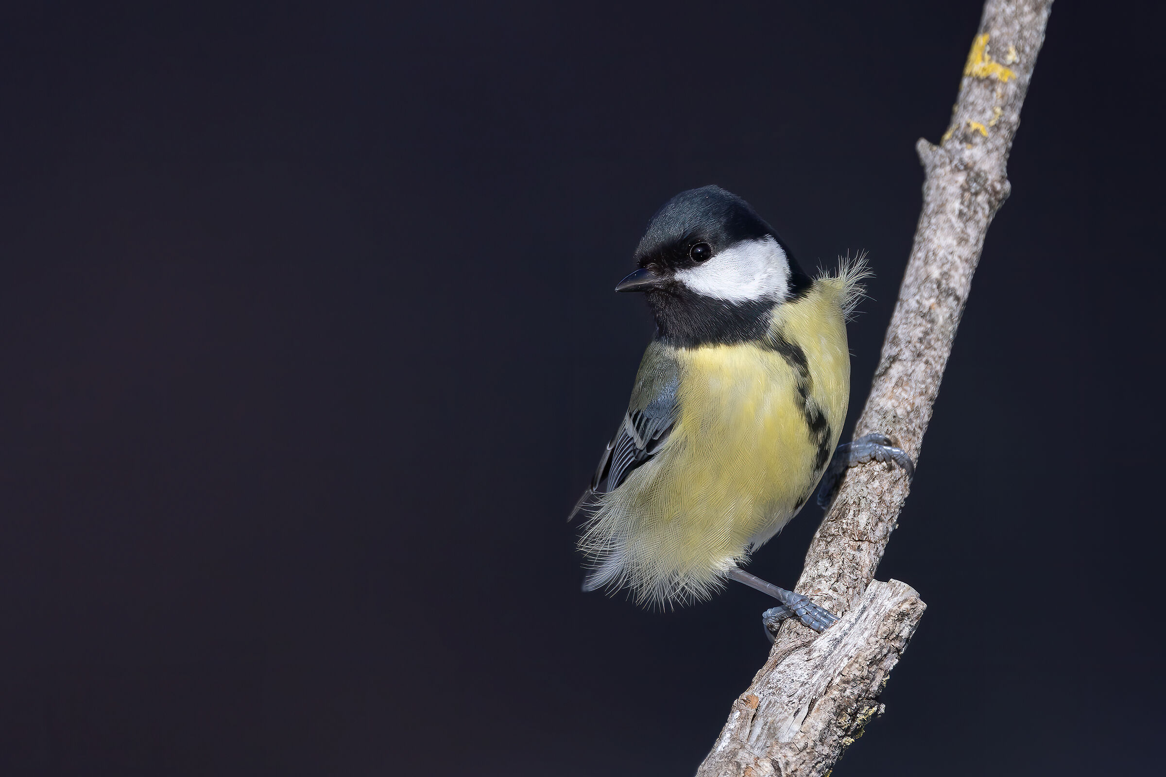 Cinciallegra (Parus major) controvento