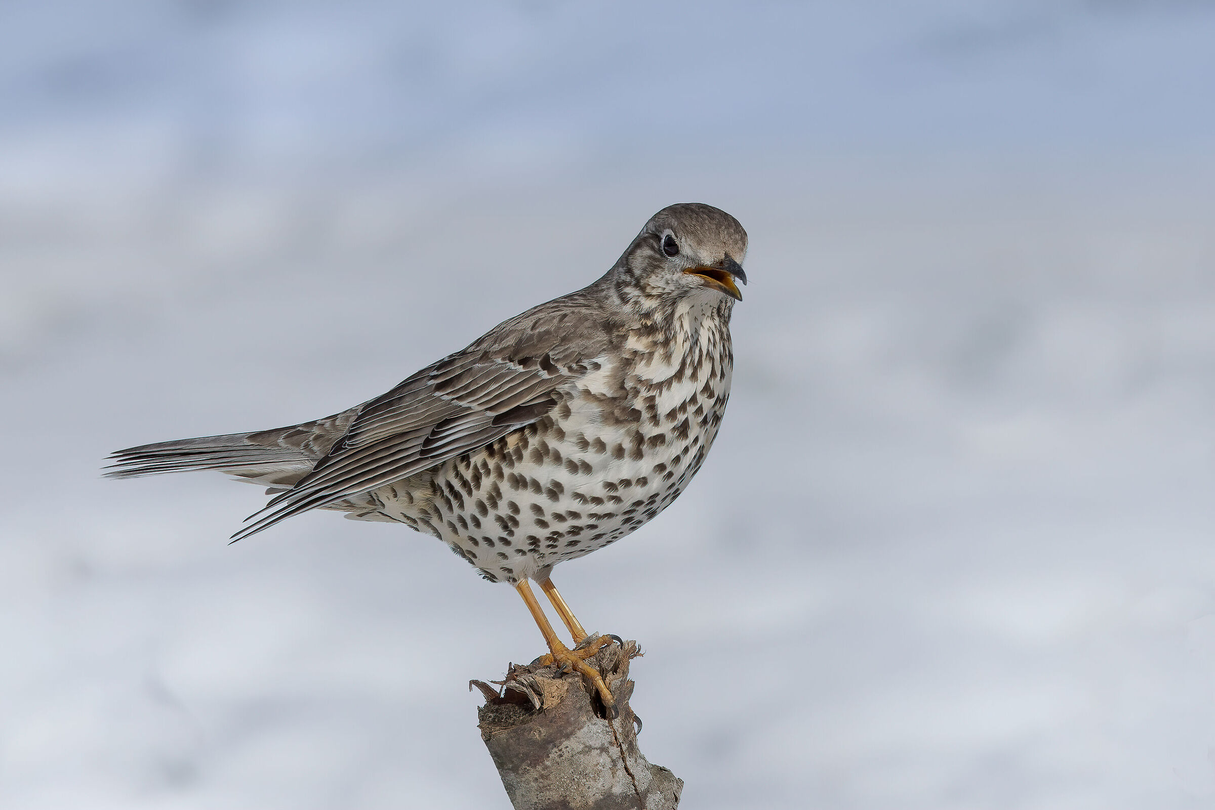 Tordela (Turdus viscivorus)