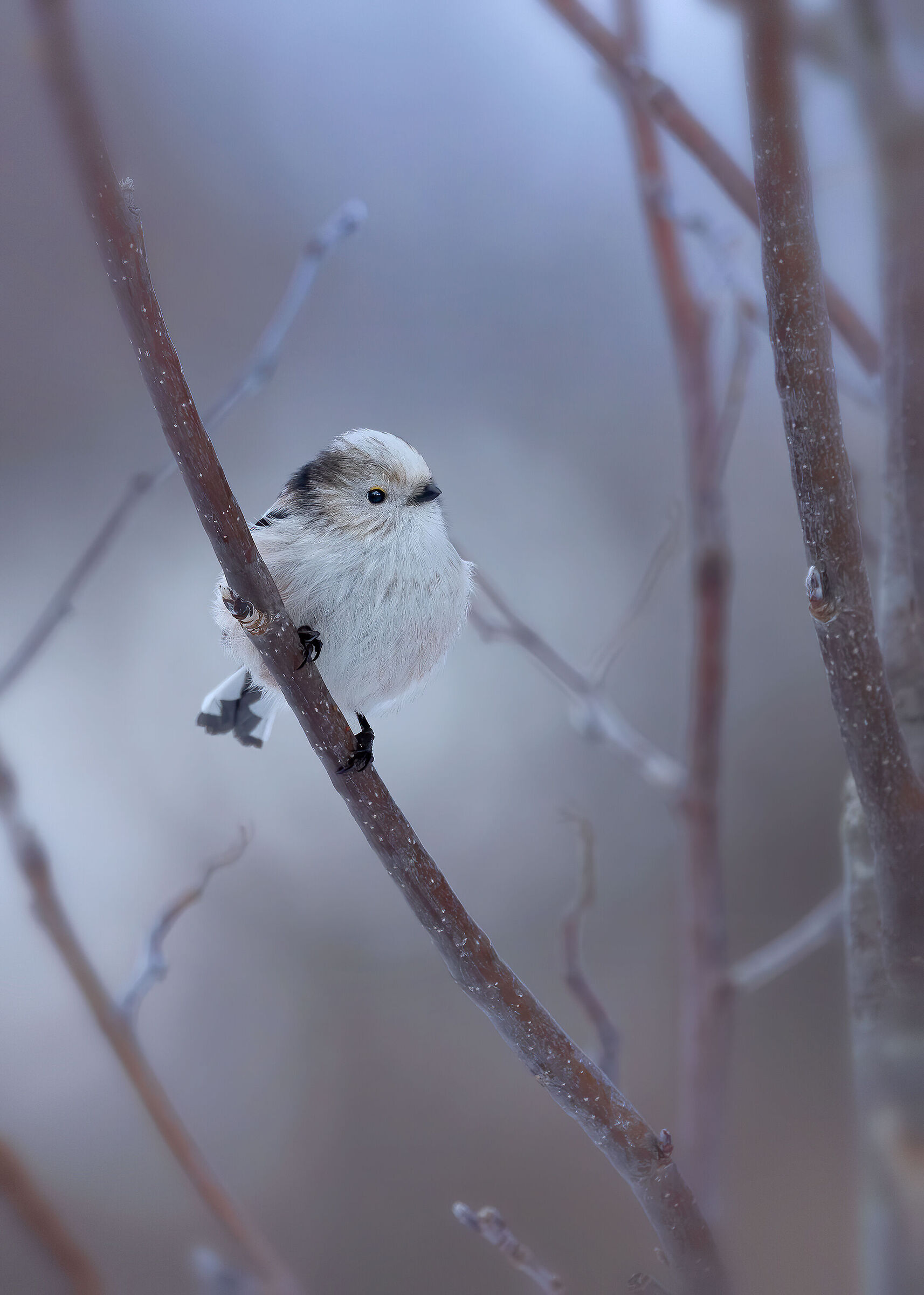Codibugnolo (Aegithalos caudatus) in contesto montano