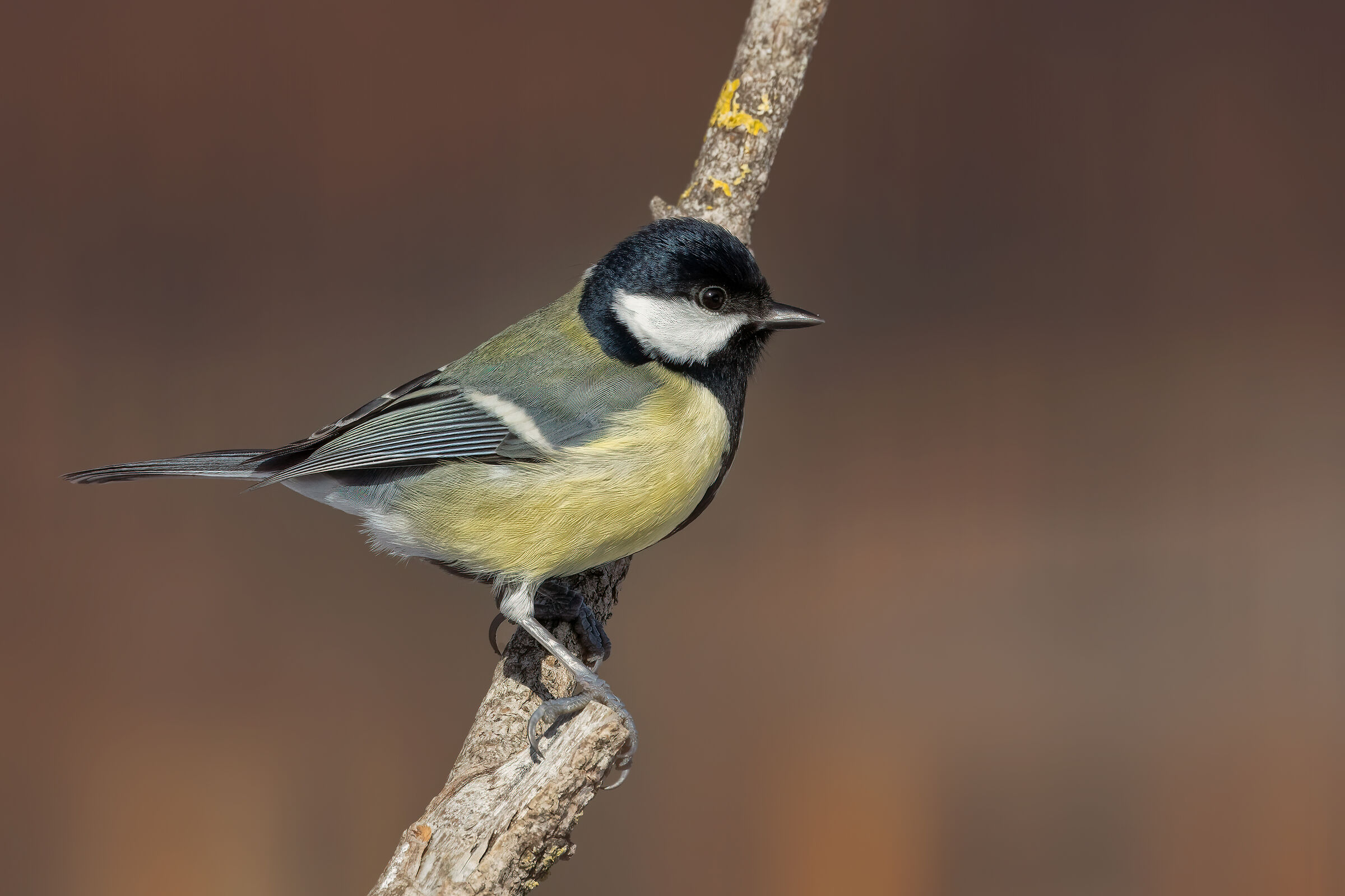 Cinciallegra (Parus major)