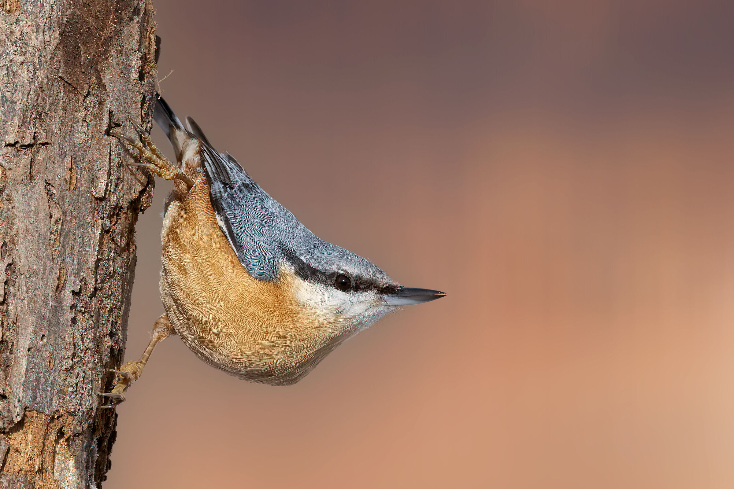 Picchio muratore (Sitta europea)