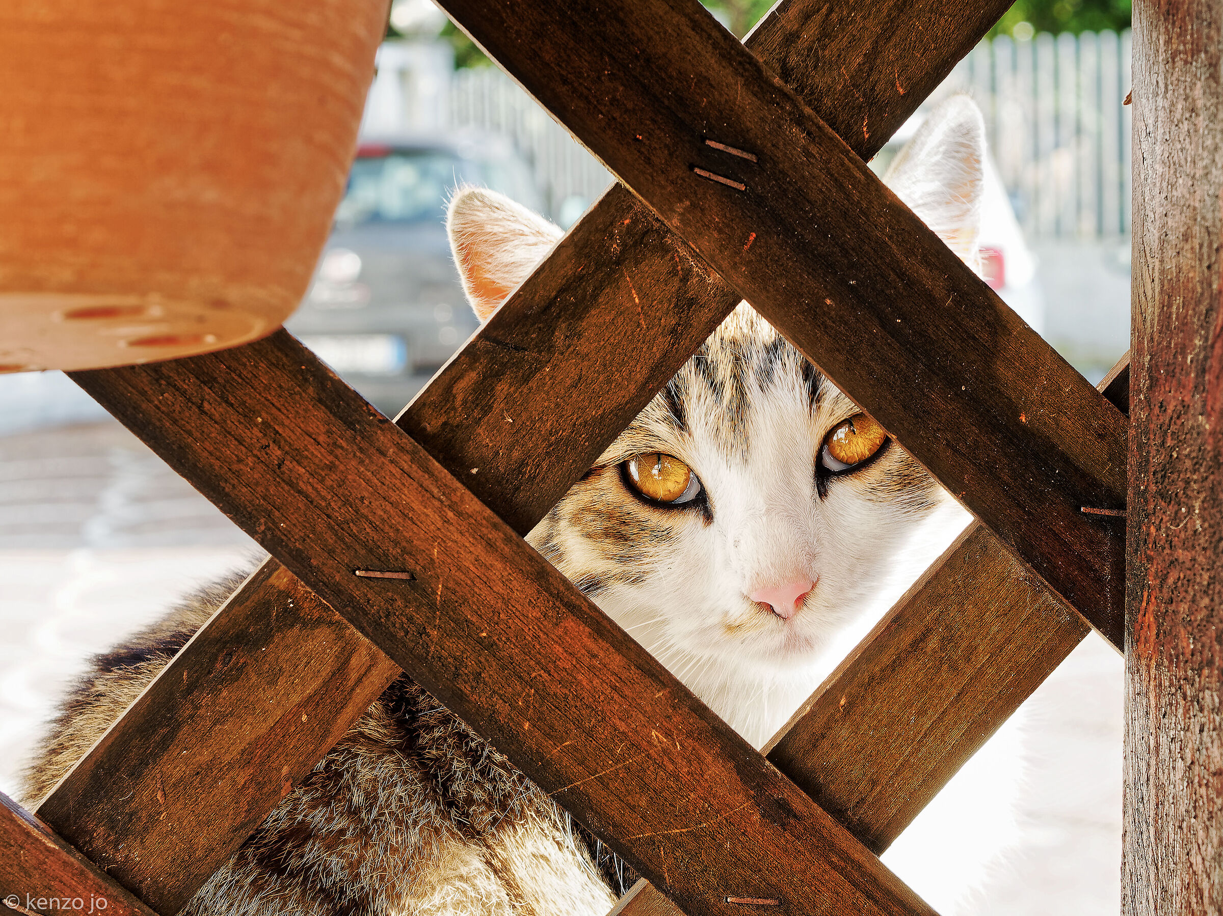 Ritratto di cucciolo