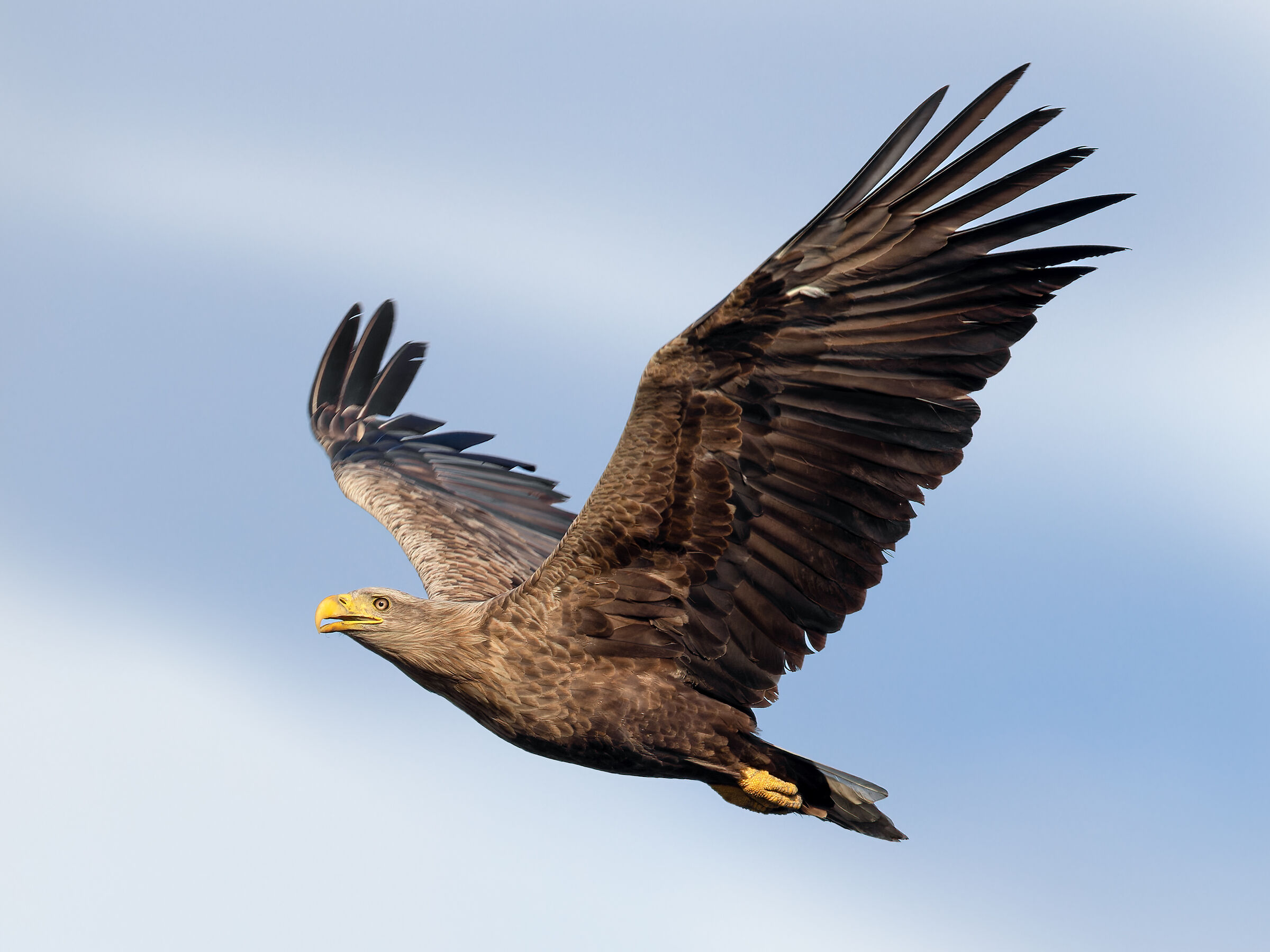 Aquila dalla coda bianca