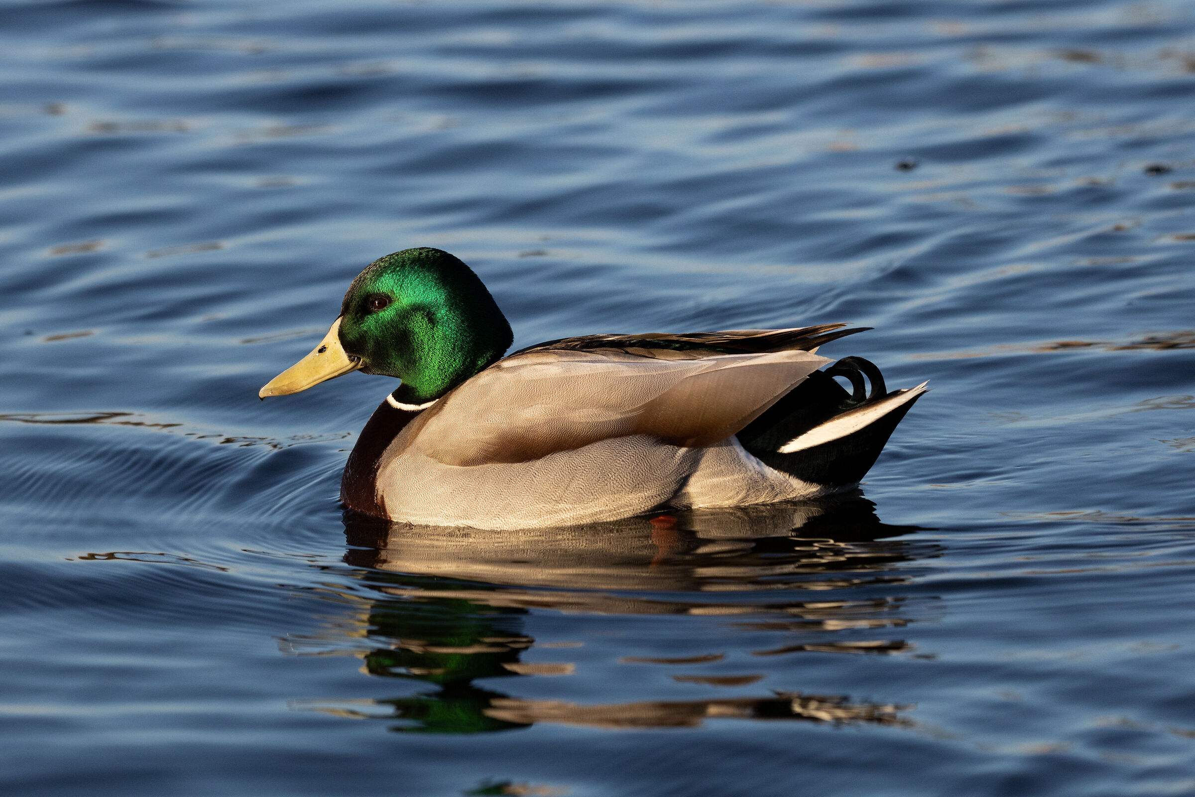 Mallard