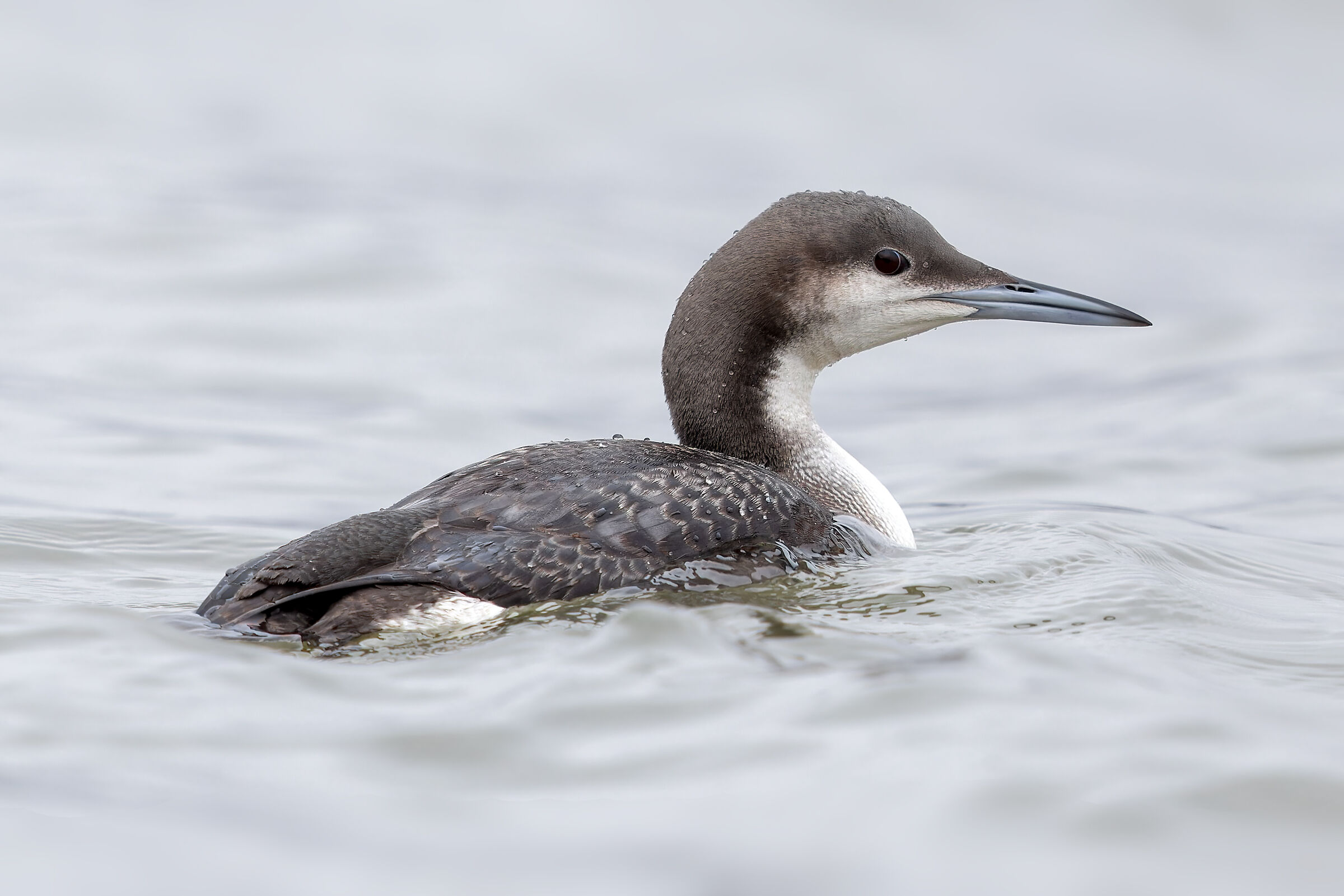 Loon artico