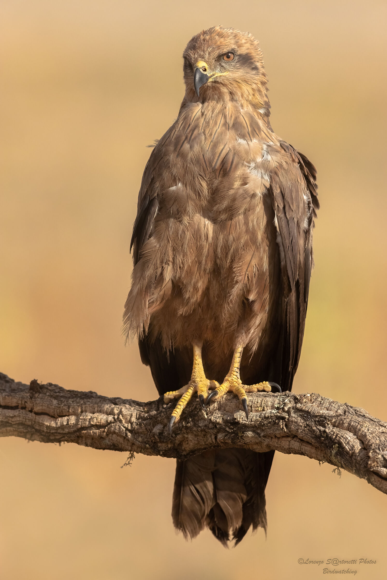 Black kite