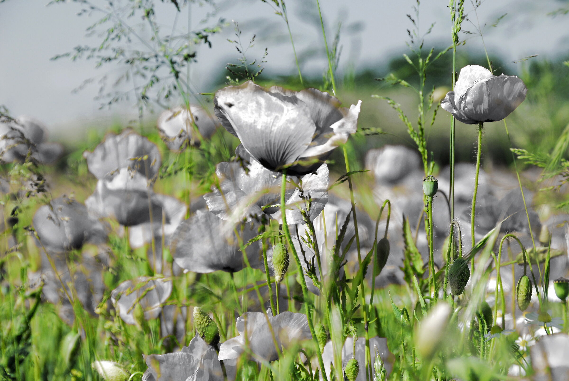 The ash fell covering the poppies...