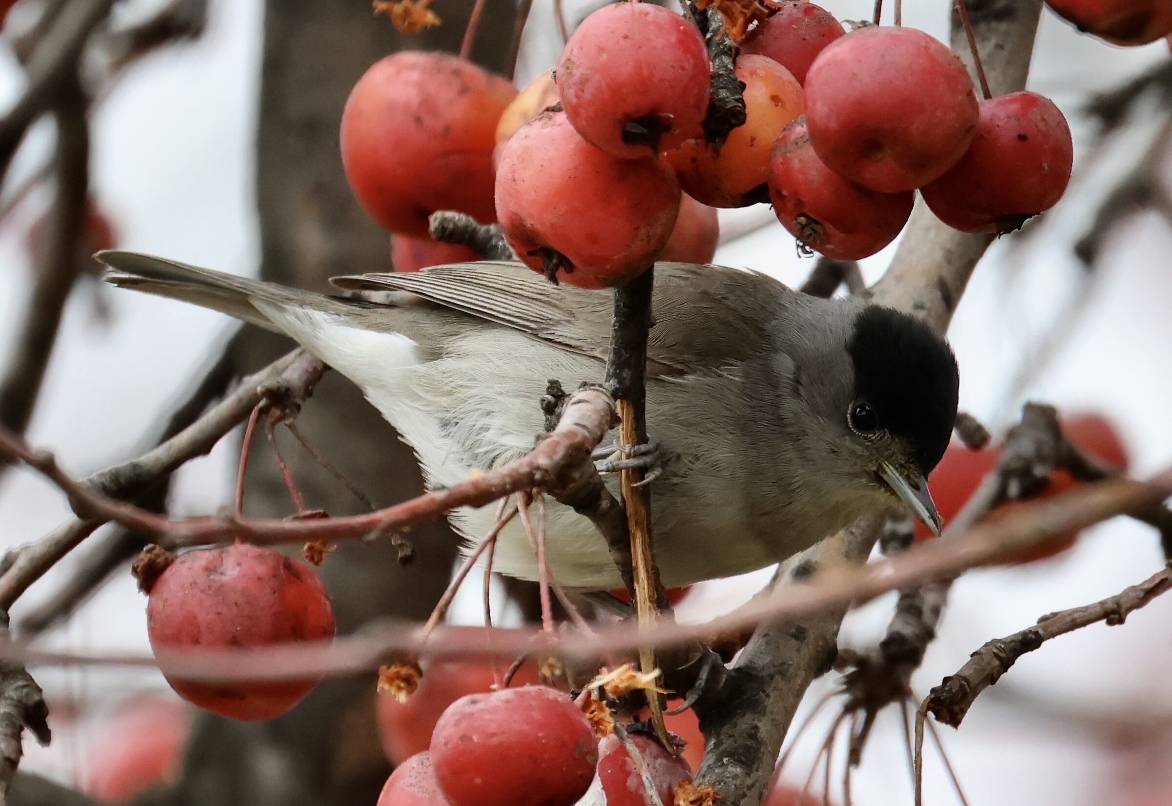 Blackcap