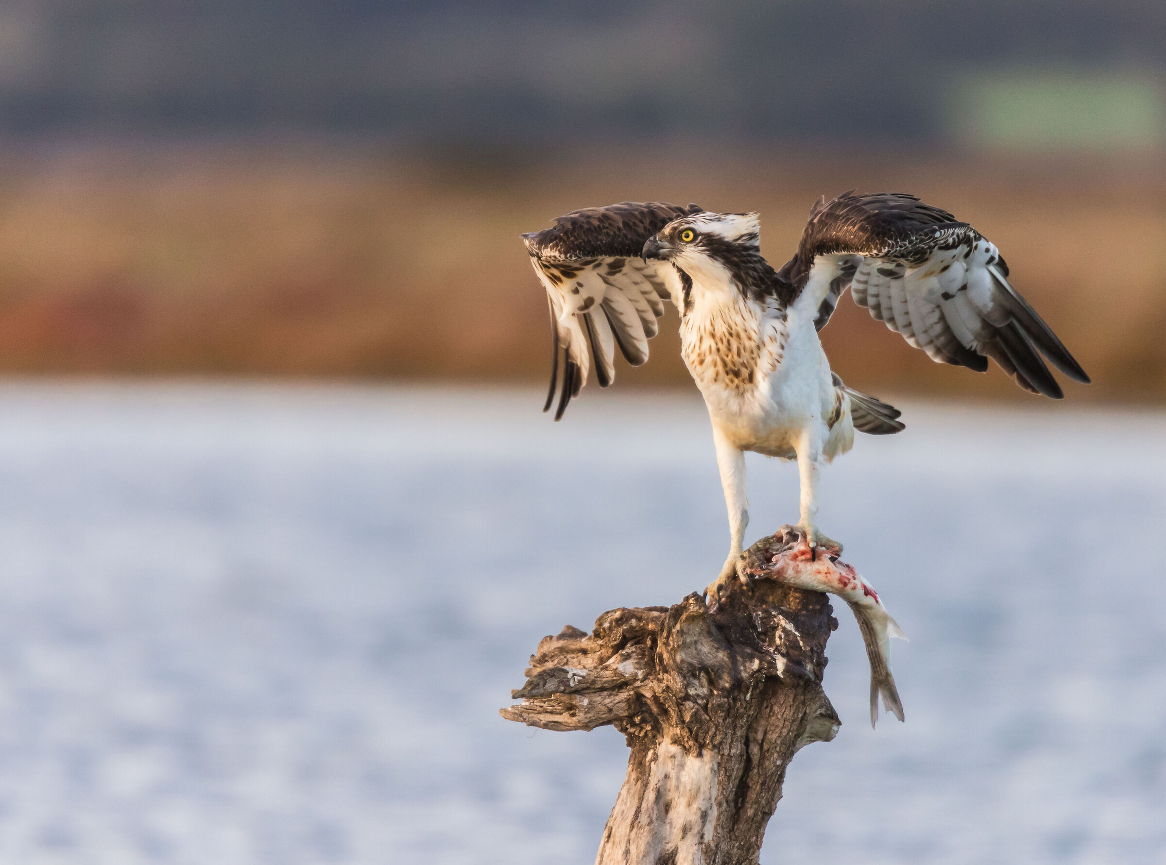 Falco pescatore