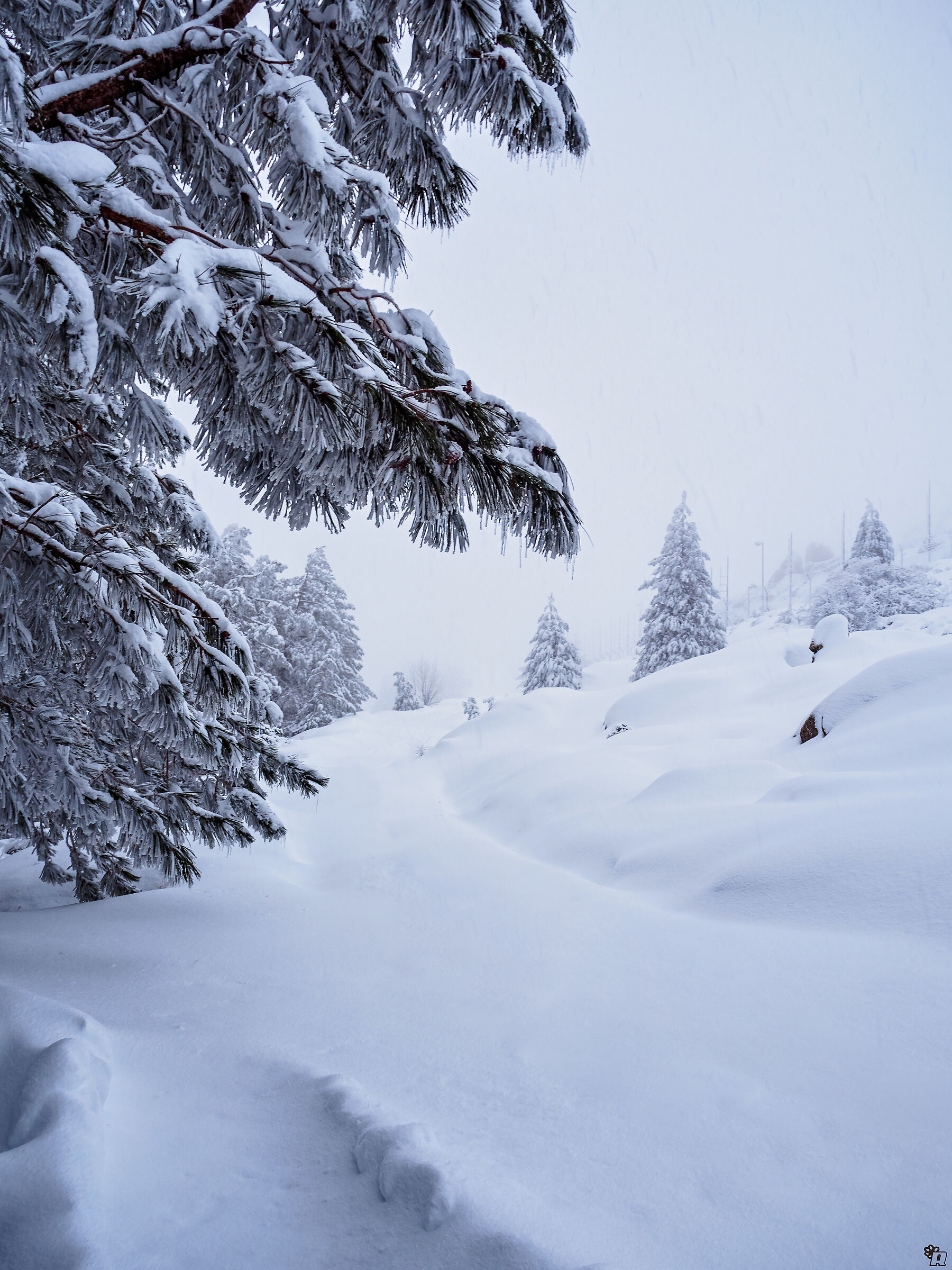 Neve sul Limbara
