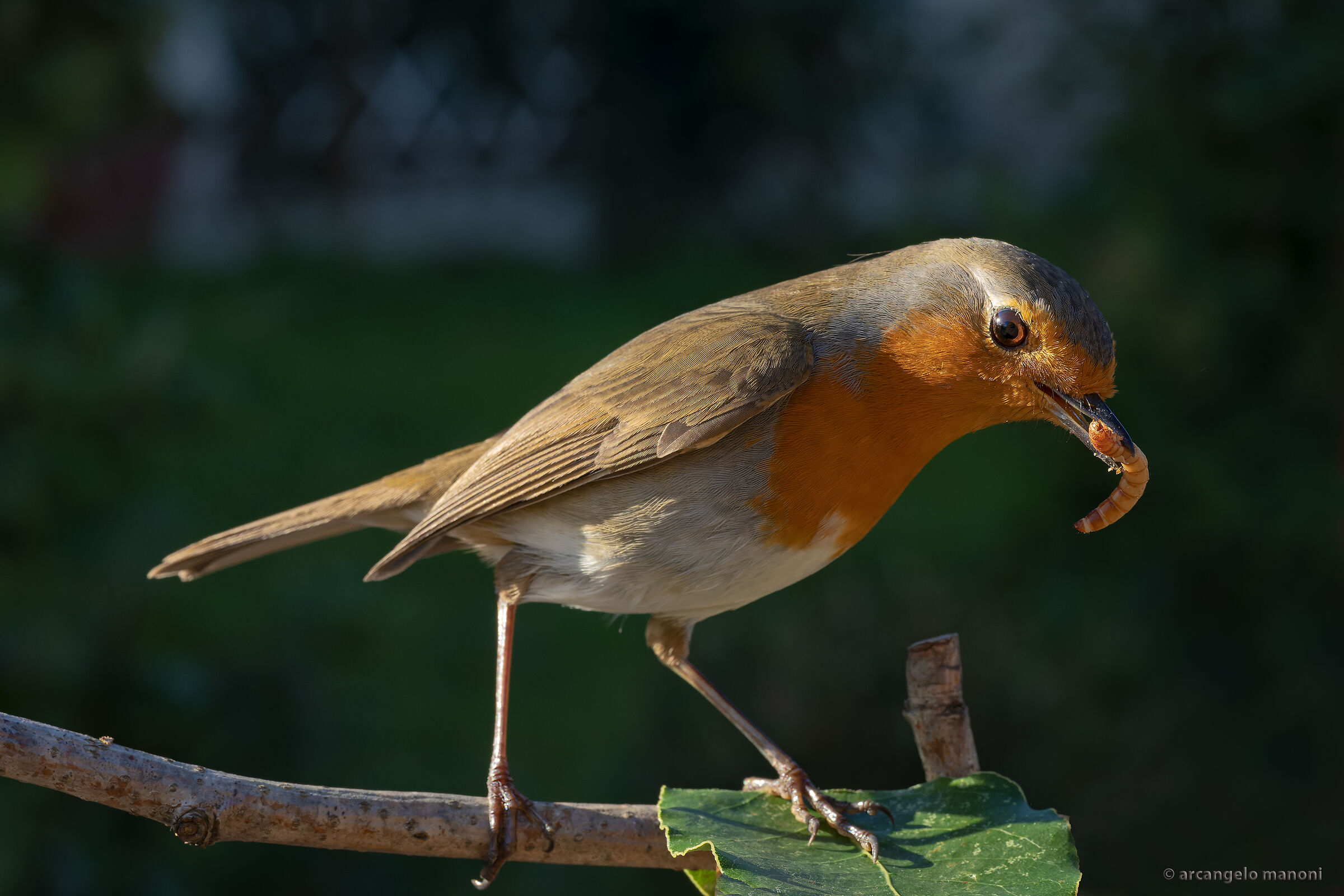 When light plays with the creatures of nature......