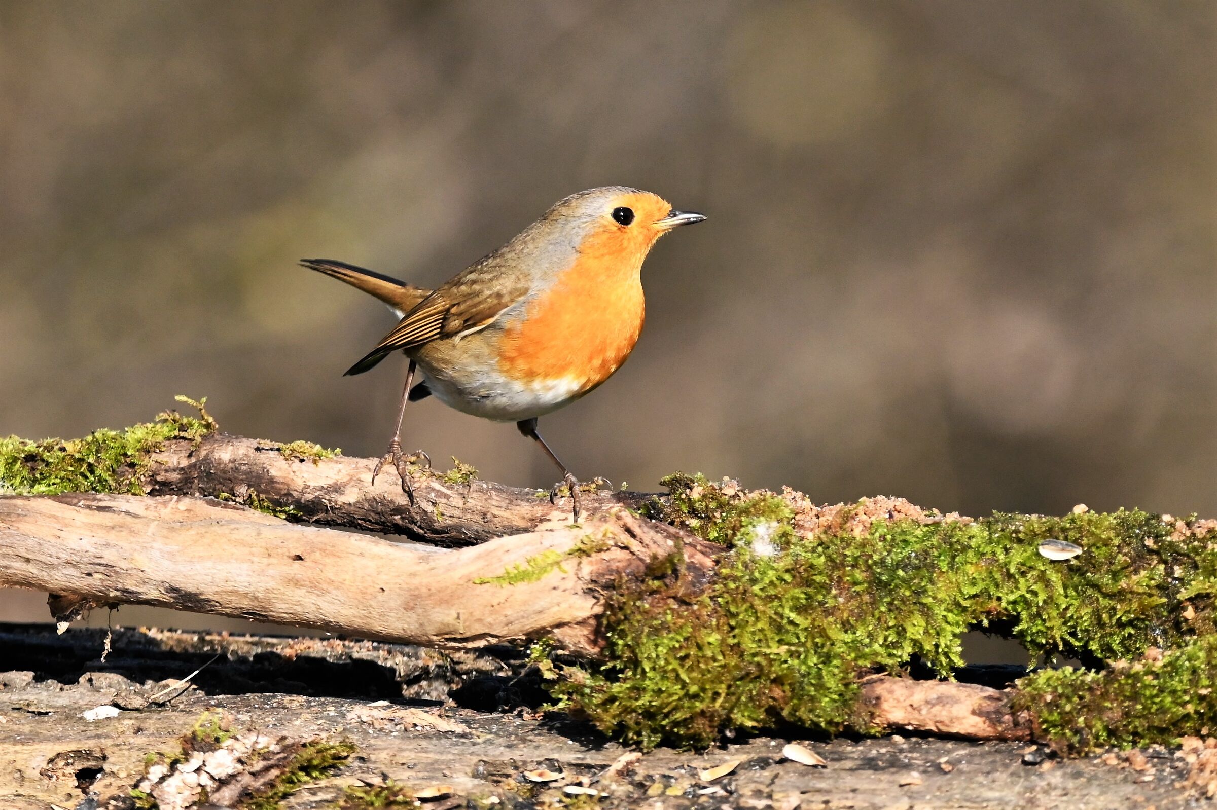 Snobbish robin