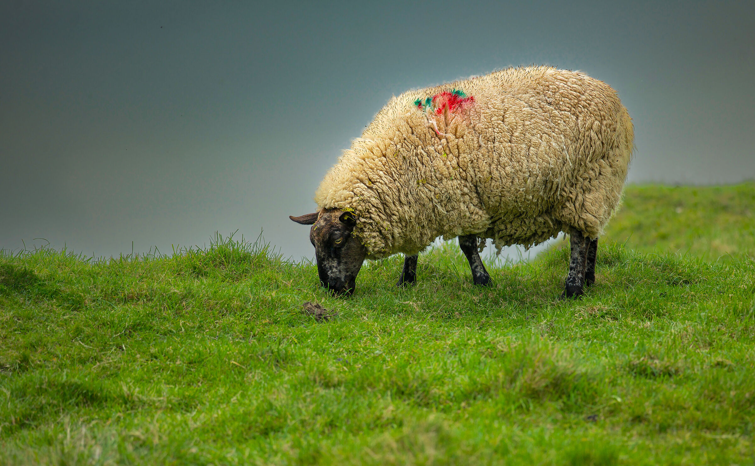 Black face sheep