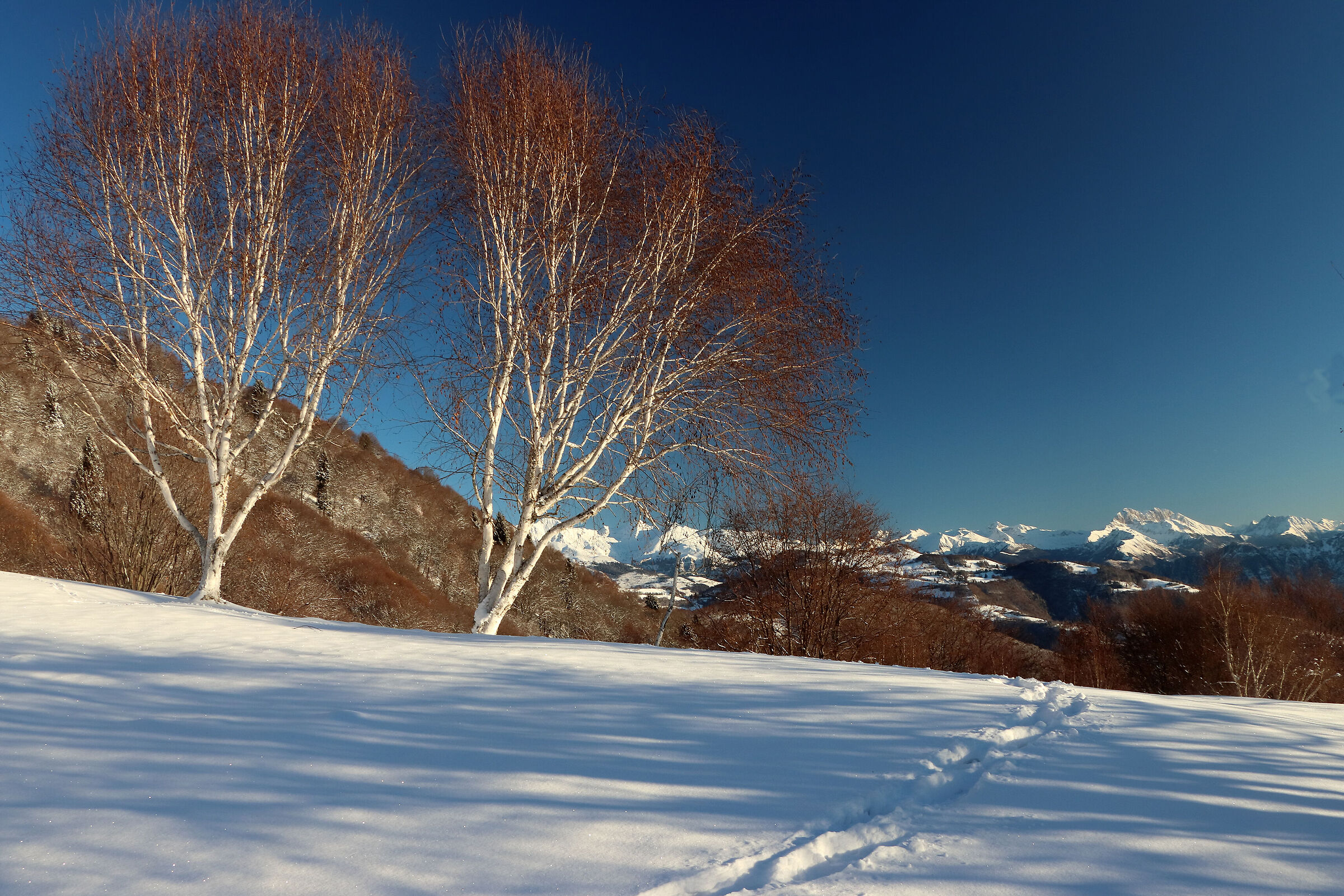 birches and Presolana