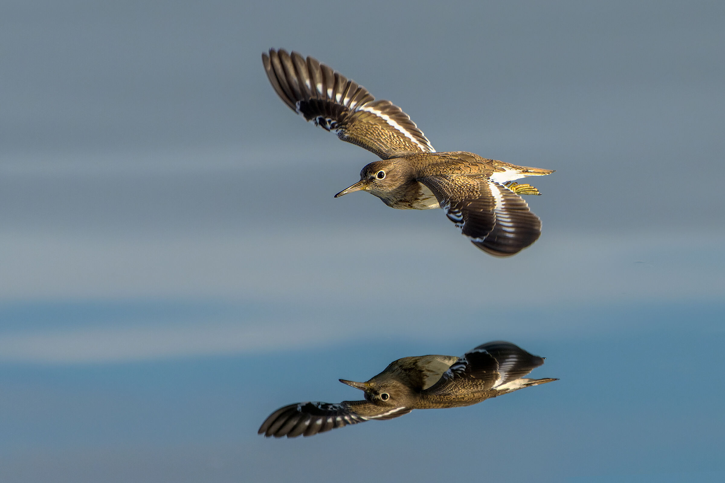 Sandpiper small sandpiper