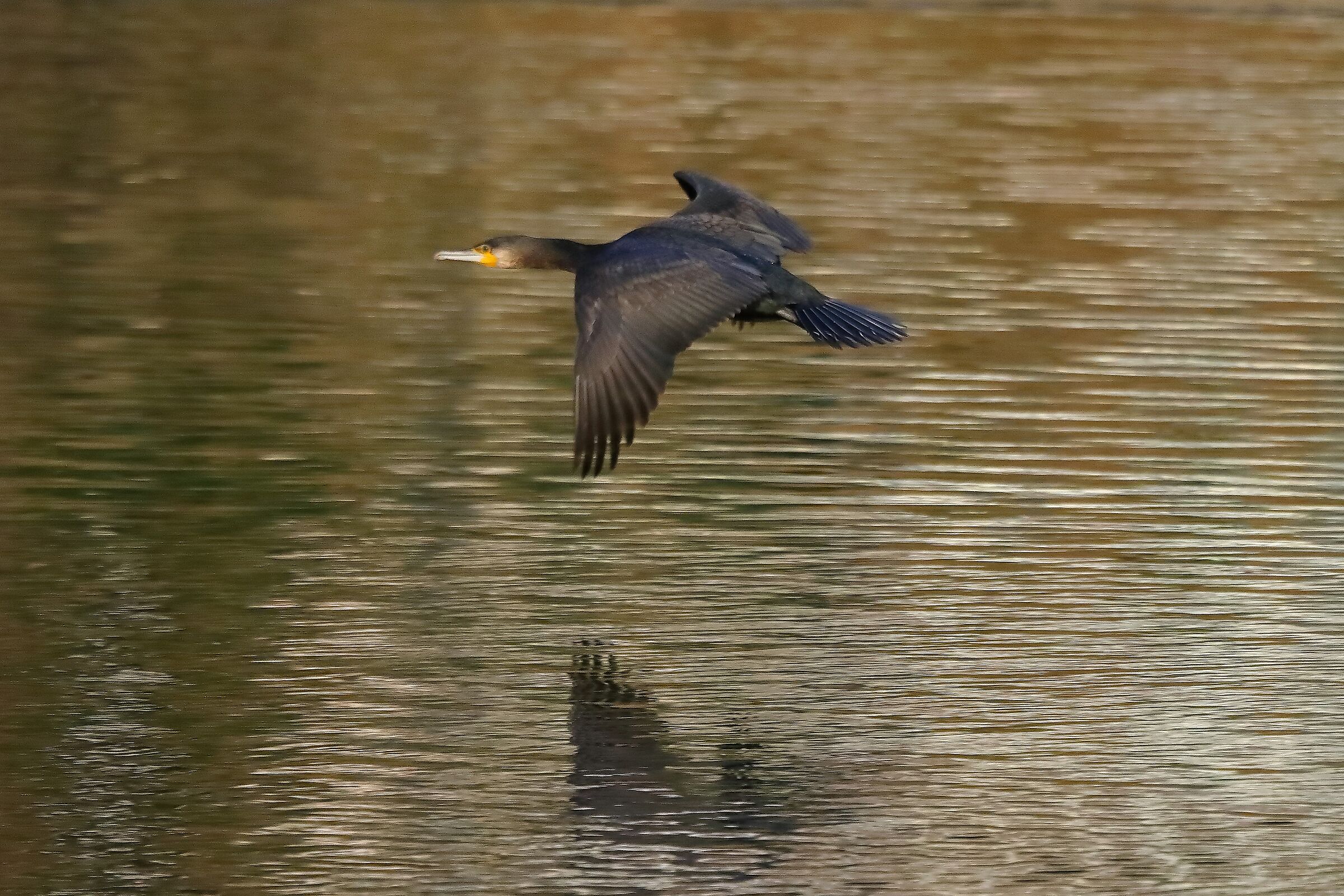 Cormorano 27-11-2022