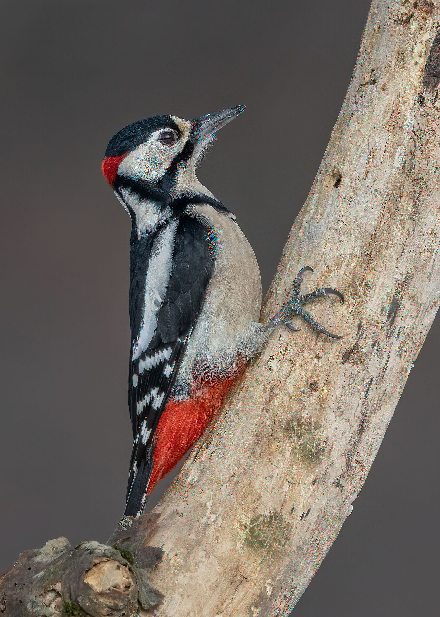 Picchio rosso maggiore &male;
