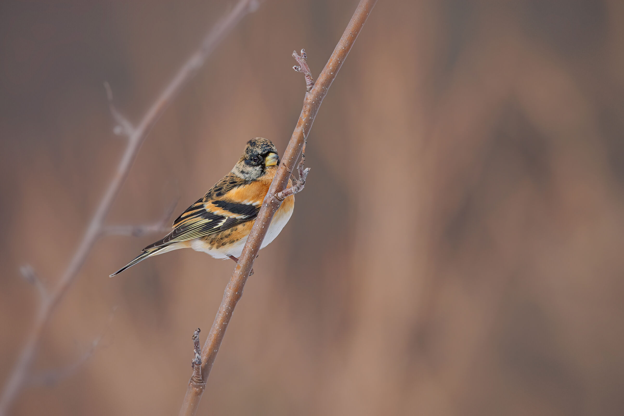 Peppola (Fringilla montifringilla)