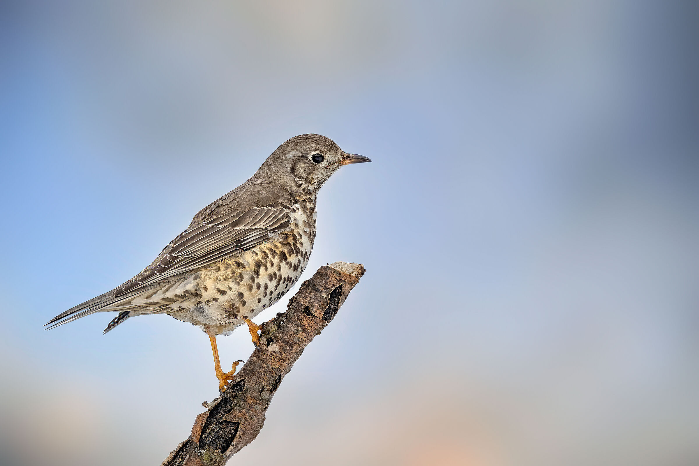 Tordela (Turdus viscivorus)