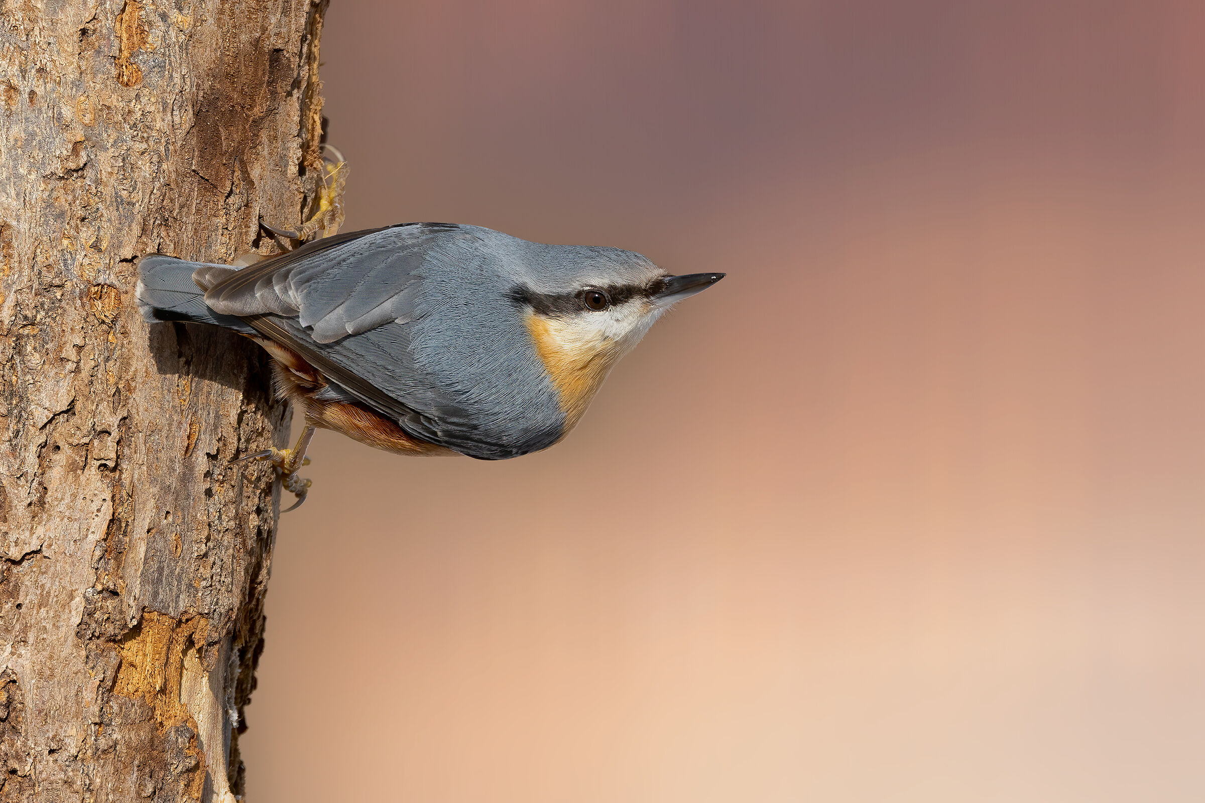 Picchio muratore (Sitta europea)
