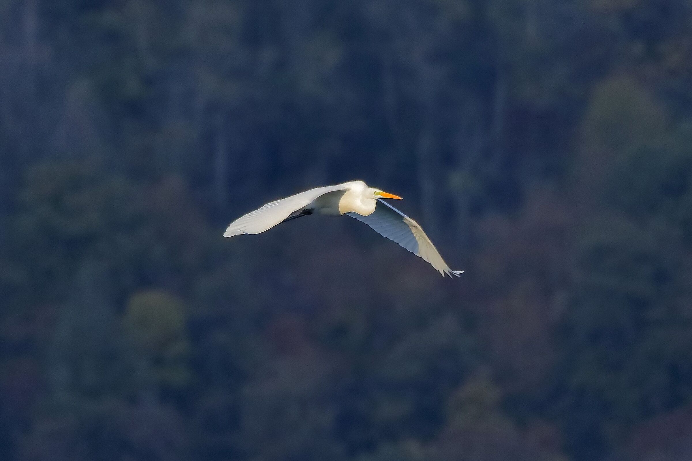 Airone BM 27-11-2022