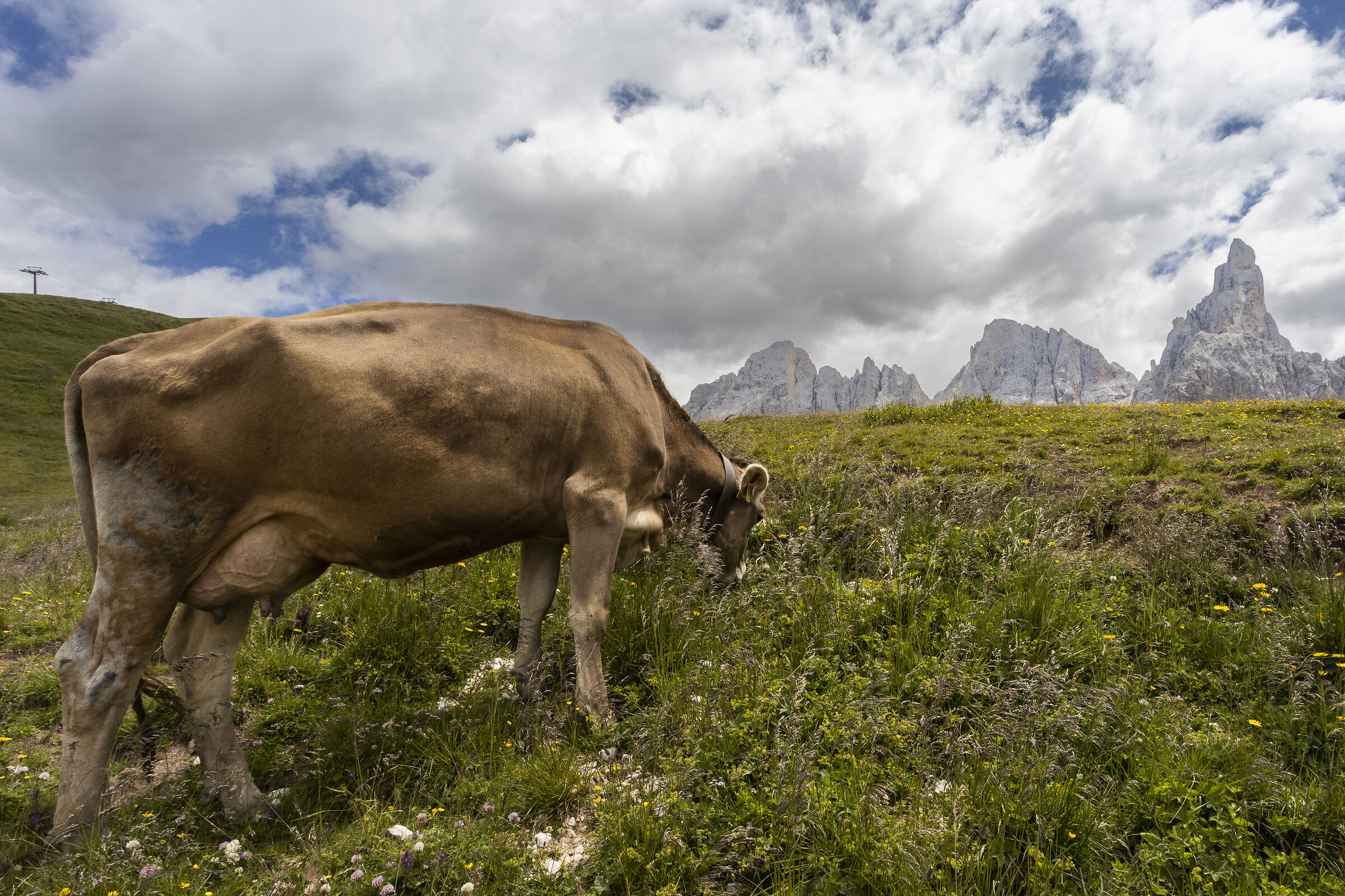 Green pastures