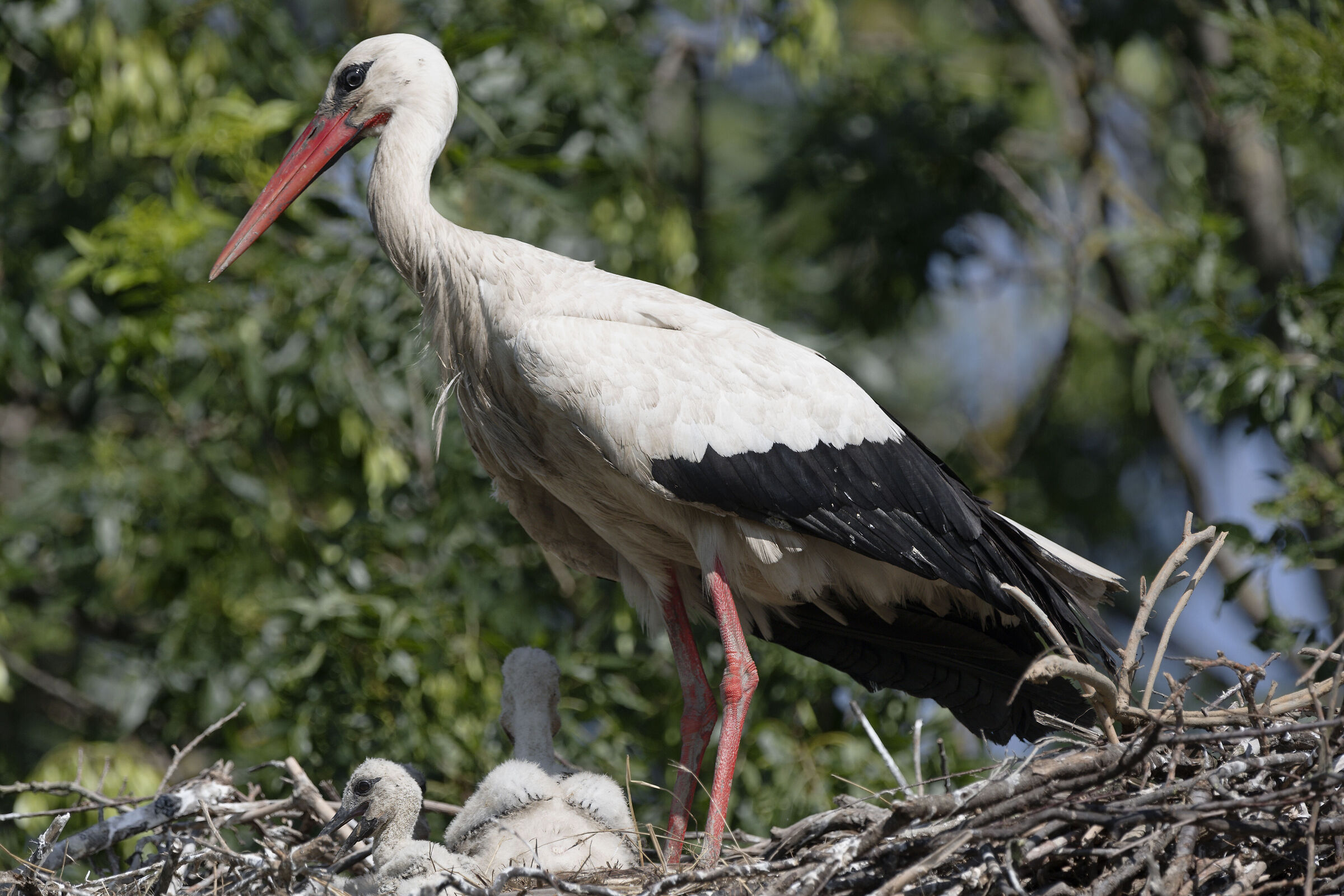 La casa della cicogna...