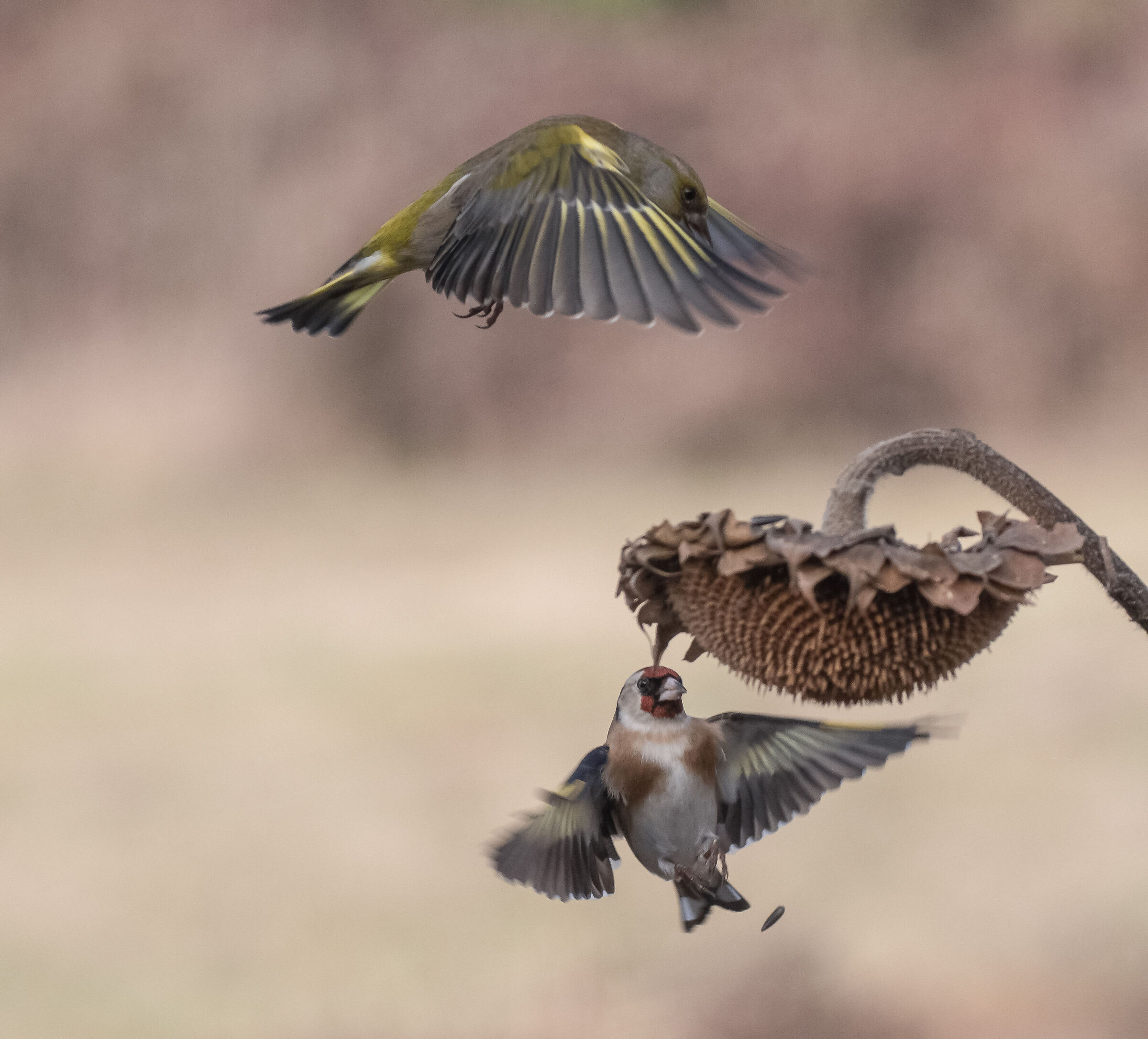 Greenfinch vs Goldfinch