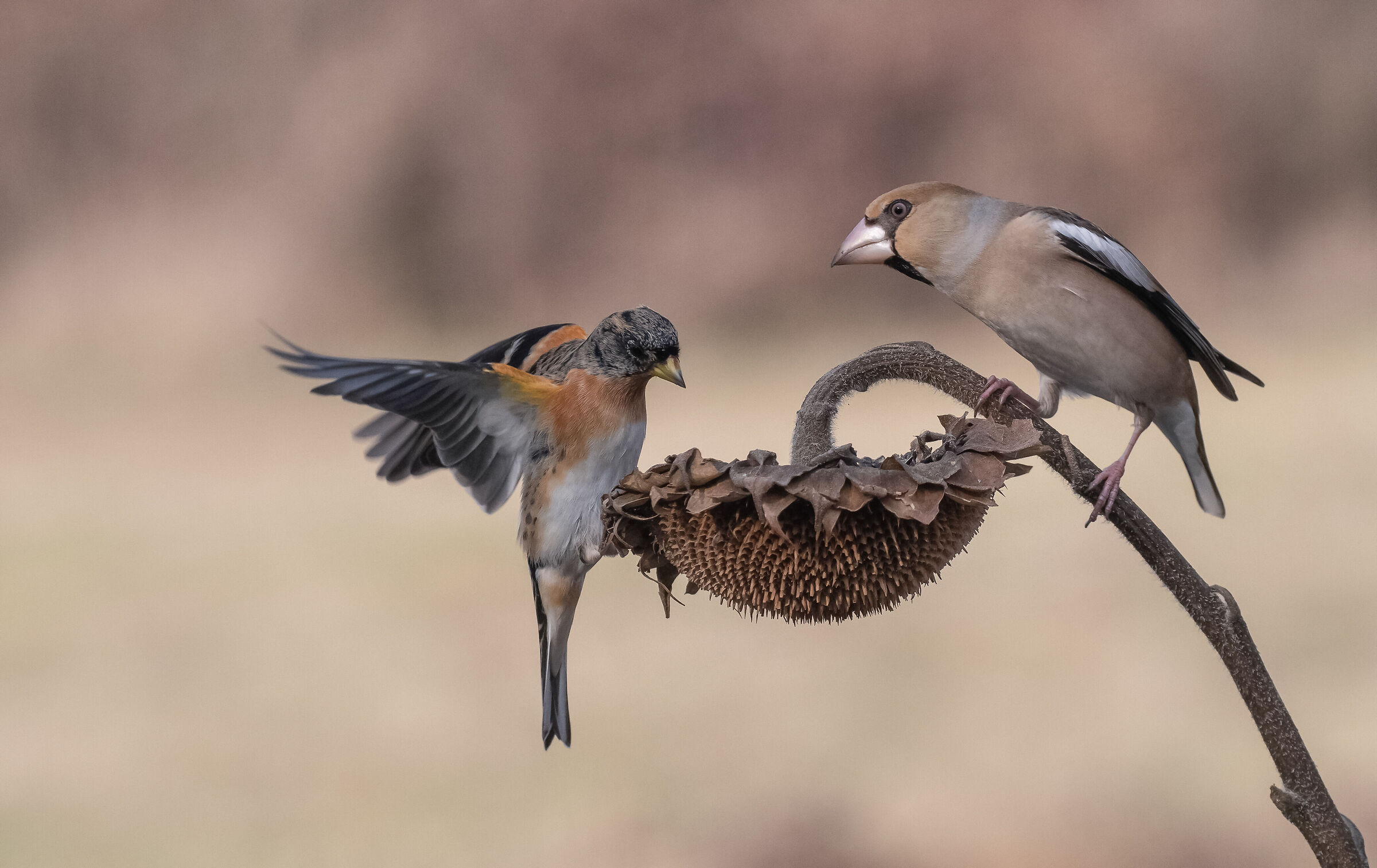 Peppola vs Hawfinch