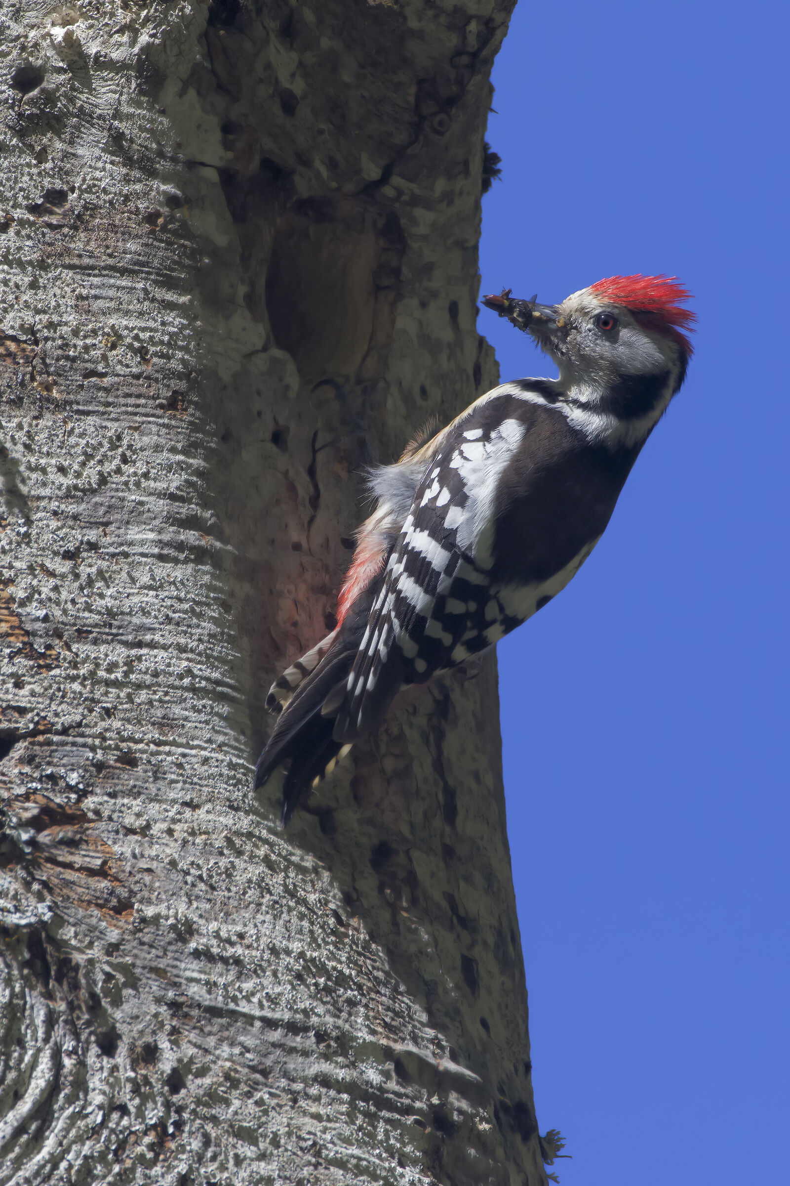 Mezzano spotted woodpecker