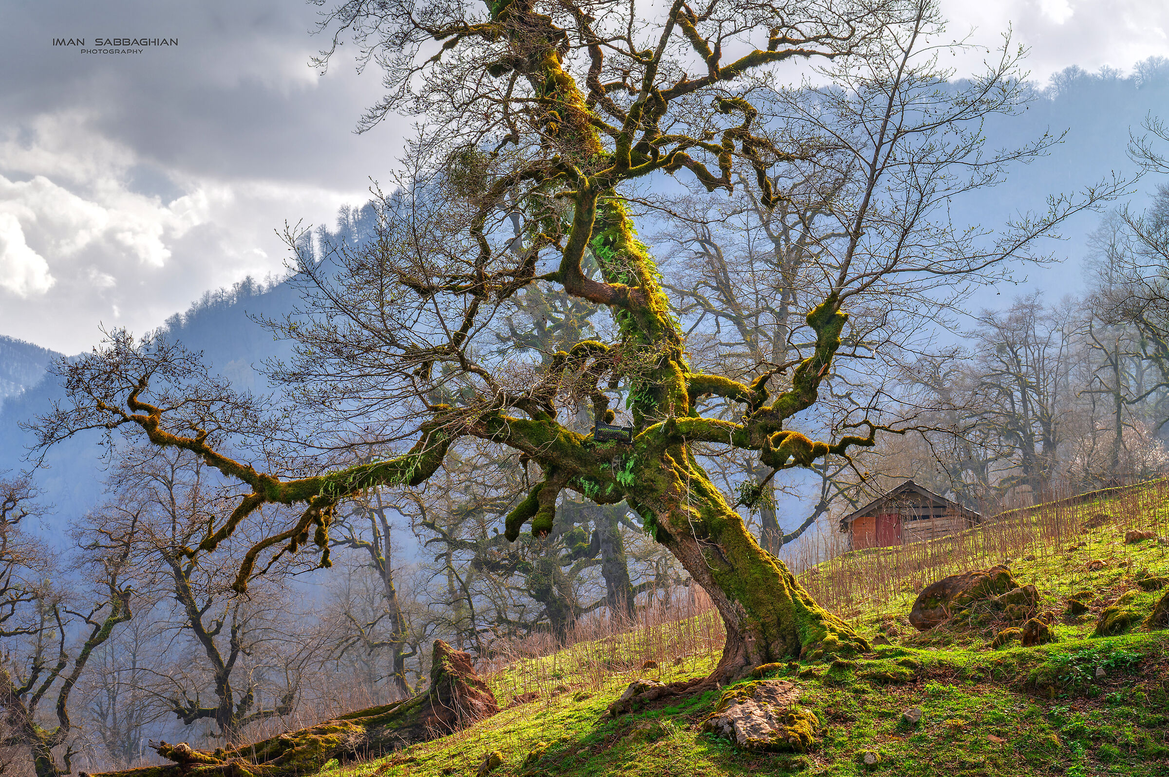 Ghost tree