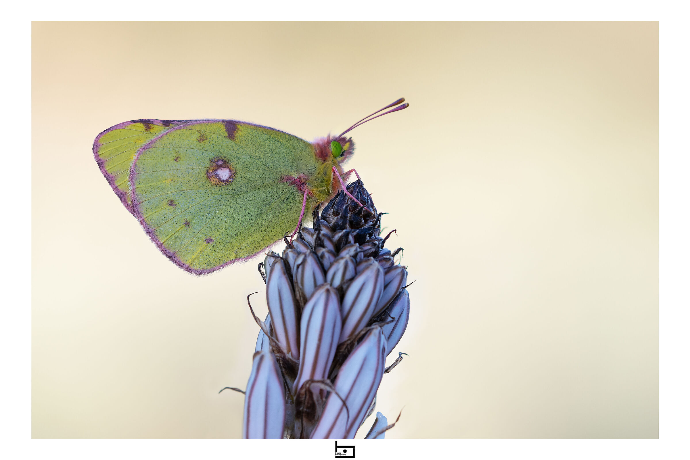 Winter Colias