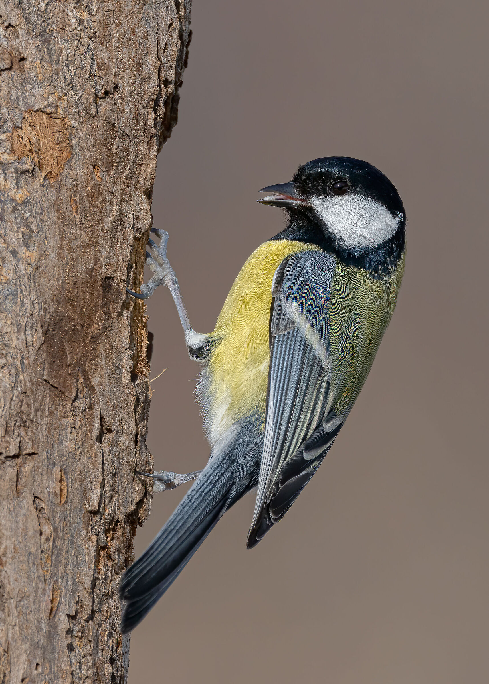 Cinciallegra versione "picchio"