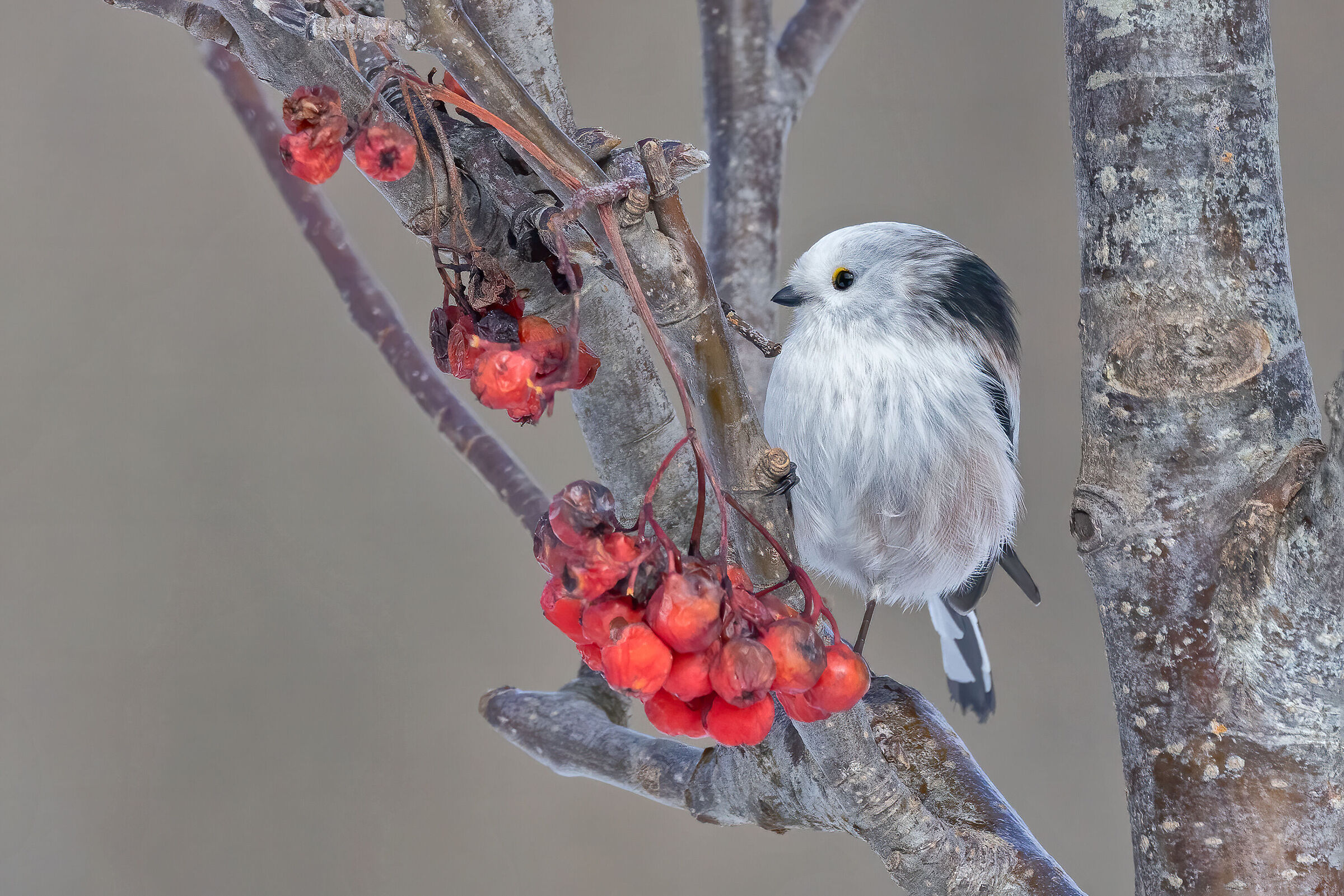 Codibugnolo, raro soggetto con testa bianca