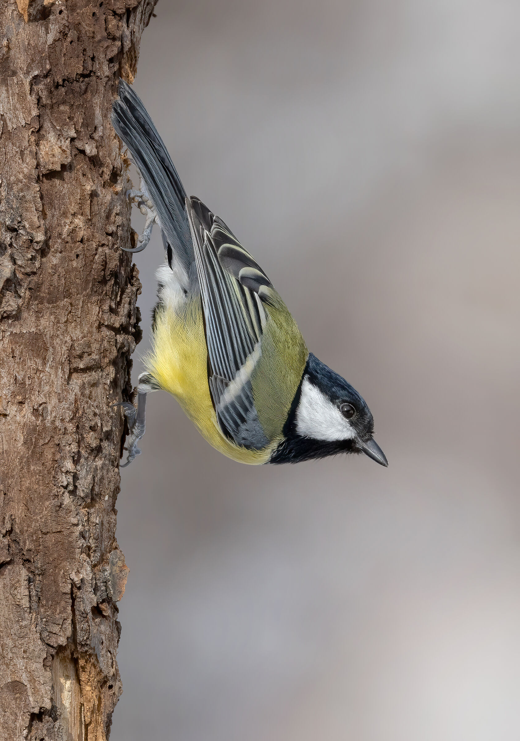 Cinciallegra versione "muratore"