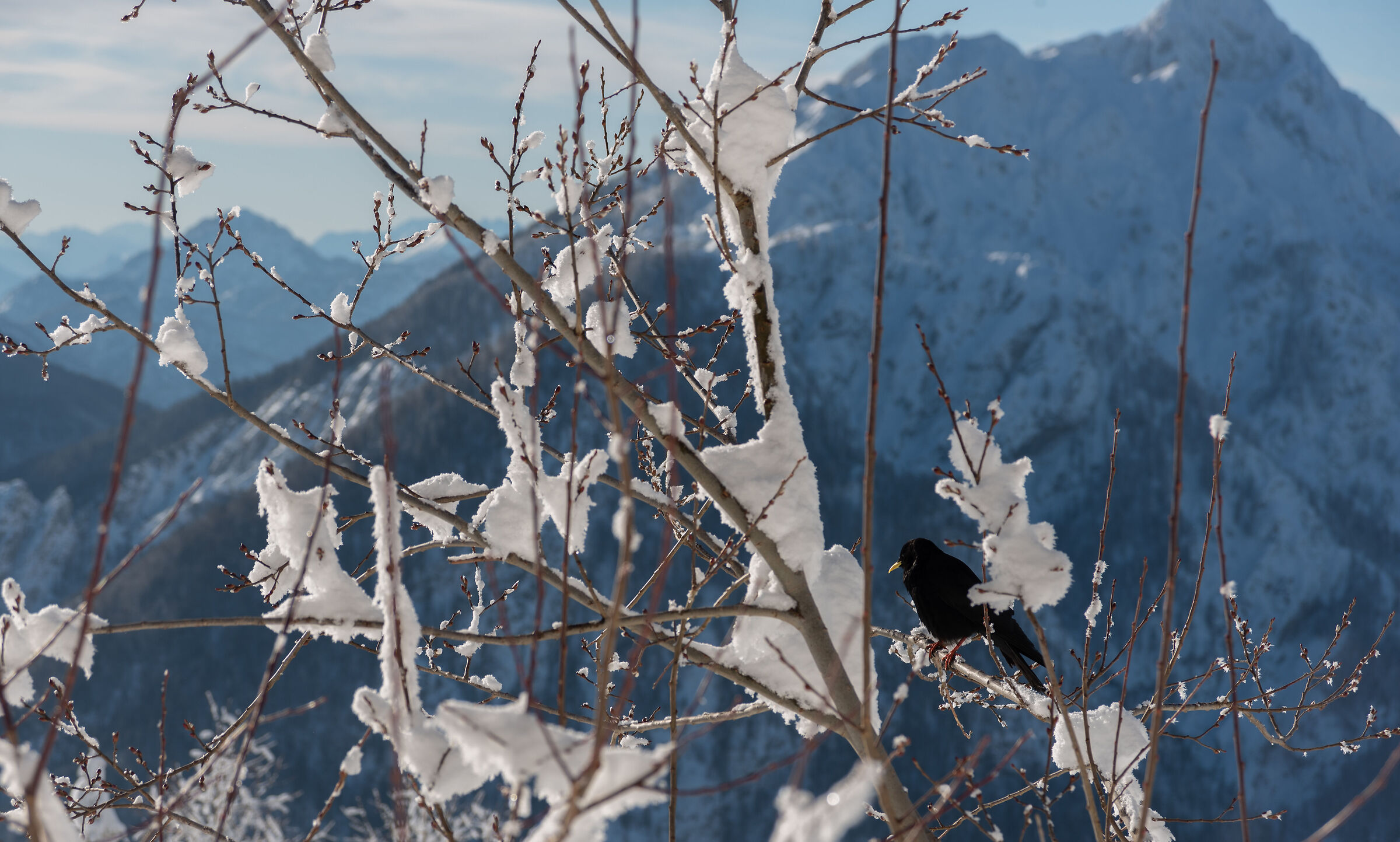 Monte Lussari- FVG - corvo